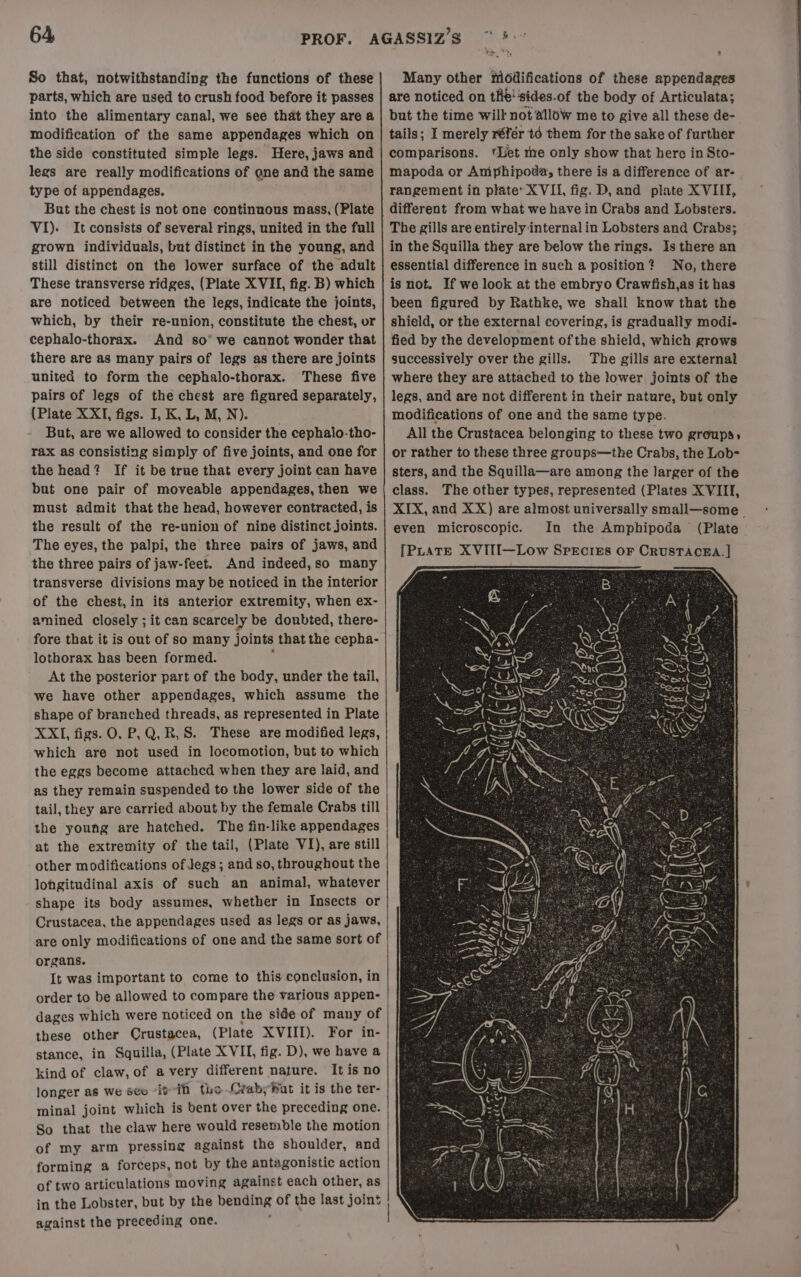 So that, notwithstanding the functions of these parts, which are used to crush food before it passes into the alimentary canal, we see that they are a modification of the same appendages which on the side constituted simple legs. Here, jaws and legs are really modifications of ene and the same type of appendages. But the chest is not one continuous mass, (Plate VI). It consists of several rings, united in the full grown individuals, but distinct in the young, and still distinct on the lower surface of the adult These transverse ridges, (Plate XVII, fig. B) which are noticed between the legs, indicate the joints, which, by their re-union, constitute the chest, or cephalo-thorax. And so° we cannot wonder that there are as many pairs of legs as there are joints united to form the cephalo-thorax. These five pairs of legs of the chest are figured separately, (Plate XXI, figs. I, K, L, M, N). But, are we allowed to consider the cephalo-tho- rax as consisting simply of five joints, and one for the head? If it be true that every joint can have but one pair of moveable appendages, then we must admit that the head, however contracted, is the result of the re-union of nine distinct joints. The eyes, the palpi, the three pairs of jaws, and the three pairs of jaw-feet. And indeed, so many transverse divisions may be noticed in the interior of the chest,in its anterior extremity, when ex- amined closely ; it can scarcely be doubted, there- fore that it is out of so many joints that the cepha- lothorax has been formed. G At the posterior part of the body, under the tail, we have other appendages, which assume the shape of branched threads, as represented in Plate XXI, figs. O. P,Q, R,S. These are modified legs, which are not used in locomotion, but to which the eggs become attachcd when they are laid, and as they remain suspended to the lower side of the tail, they are carried about by the female Crabs till the young are hatched. The fin-like appendages at the extremity of the tail, (Plate VI), are still other modifications of Jegs ; and so, throughout the longitudinal axis of such an animal, whatever shape its body assumes, whether in Insects or Crustacea, the appendages used as legs or as jaws, are only modifications of one and the same sort of organs. It was important to come to this conclusion, in dages which were noticed on the side of many of these other Crustacea, (Plate XVIII). For in- stance, in Squilla, (Plate XVII, fig. D), we have a kind of claw, of avery different nature. It is no longer as we seo “it i the Crab; Wat it is the ter- minal joint which is bent over the preceding one. So that the claw here would resemble the motion of my arm pressing against the shoulder, and forming a forceps, not by the antagonistic action of two articulations moving against each other, as in the Lobster, but by the bending of the last joint against the preceding one. , ; Many other modifications of these appendages are noticed on the'‘sides.of the body of Articulata; but the time will not allow me to give all these de- tails; I merely référ td them for the sake of further comparisons. ‘Let me only show that here in Sto- mapoda or Amphipoda, there is a difference of ar- rangement in plate’ XVII, fig. D, and plate X VILE, different from what we have in Crabs and Lobsters. The gills are entirely internal in Lobsters and Crabs; in the Sguilla they are below the rings. Is there an essential difference in such a position? No, there is not. If we look at the embryo Crawfish,as it has been figured by Rathke, we shall know that the shield, or the external covering, is gradually modi- fied by the development ofthe shield, which grows successively over the gills. The gills are external where they are attached to the lower joints of the legs, and are not different in their nature, but only modifications of one and the same type. All the Crustacea belonging to these two groups; or rather to these three groups—the Crabs, the Lob- sters, and the Squilla—are among the larger of the class. The other types, represented (Plates XVIII, XIX, and XX) are almost universally small—some even microscopic. In the Amphipoda (Plate [PLateE XVITI—Low Speci£s oF CRUSTACEA. |