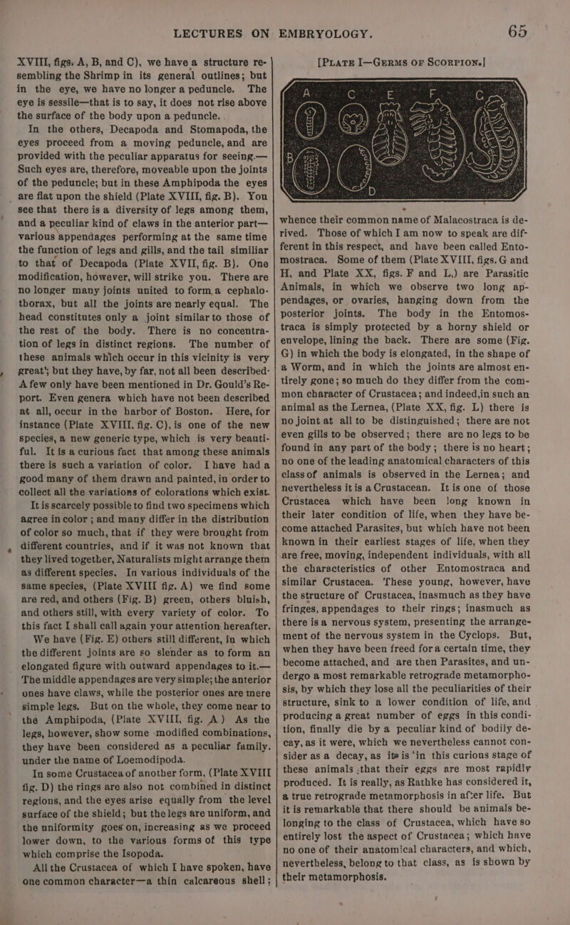 XVIII, figs. A, B, and C), we have a structure re- sembling the Shrimp in its general outlines; but in the eye, we have no longera peduncle. The eye is sessile—that is to say, it does not rise above the surface of the body upon a peduncle. In the others, Decapoda and Stomapoda, the eyes proceed from a moving peduncle, and are provided with the peculiar apparatus for seeing.— Such eyes are, therefore, moveable upon the joints of the peduncle; but in these Amphipoda the eyes are flat upon the shield (Plate XVIII, fig. B). You see that there isa diversity of legs among them, and a peculiar kind of claws in the anterior part— various appendages performing at the same time the function of legs and gills, and the tail similiar to that of Decapoda (Plate XVII, fig. B). One modification, however, will strike you. There are no longer many joints united to form.a cephalo- thorax, but all the joints are nearly equal. The head constitutes only a joint similar to those of the rest of the body. There is no concentra- tion of legs in distinct regions. The number of these animals which occur in this vicinity is very great’; but they have, by far, not all been described: A few only have been mentioned in Dr. Gould’s Re- port. Even genera which have not been described at all, occur in the harbor of Boston. Here, for instance (Plate XVIII, fig. C),is one of the new species, a new generic type, which is very beauti- ful. It is a curious fact that among these animals there is such a variation of color. Ihave hada good many of them drawn and painted, in order to collect all the variations of colorations which exist. It is scarcely possible to find two specimens which agree incolor ; and many differ in the distribution of color so much, that if they were brought from different countries, andif it was not known that they lived together, Naturalists might arrange them as different species. In various individuals of the same species, (Plate XVIII fig. A) we find some are red, and others (Fig. B) green, others bluish, and others still, with every variety of color. To this fact I shall call again your attention hereafter. We have (Fig. E) others still different, ia which the different joints are so slender as to form an elongated figure with outward appendages to it.— The middle appendages are very simple; the anterior ones have claws, while the posterior ones are mere simple legs. But on the whole, they come near to the Amphipoda, (Plate XVIII, fig. A.) As the legs, however, show some modified combinations, they have been considered as a peculiar family. under the name of Loemodipoda. In some Crustacea of another form, (Plate XVIII fig. D) the rings are also not combined in distinct regions, and the eyes arise equally from the level surface of the shield; but the legs are uniform, and the nniformity goes on, increasing as we proceed lower down, to the various forms of this type which comprise the Isopoda. Allthe Crustacea of which I have spoken, have one common character—a thin calcareous shell: whence their common name of Malacostraca is de- rived. Those of which I am now to speak are dif- ferent in this respect, and have been called Ento- mostraca. Some of them (Plate XVIII, figs.G and H, and Plate XX, figs. F and L,) are Parasitic Animals, in which we observe two long ap- pendages, or ovaries, hanging down from the posterior joints. The body in the Entomos- traca is simply protected by a horny shield or envelope, lining the back. There are some (Fig. G) in which the body is elongated, in the shape of a Worm, and in which the joints are almost en- tirely gone; so much do they differ from the com- mon character of Crustacea; and indeed,in such an animal as the Lernea, (Plate XX, fig. L) there is no joint at allto be distinguished; there are not even gills to be observed; there are no legs to be found in any part of the body; there is no heart; no one of the leading anatomical characters of this classof animals is observed in the Lernea; and nevertheless itis a Crustacean. Itis one of those Crustacea which have been long known in their later condition of life, when they have be- come attached Parasites, but which have not been known in their earliest stages of life, when they are free, moving, independent individuals, with all the characteristics of other Entomostraca and similar Crustacea. These young, however, have the structure of Crustacea, inasmuch as they have fringes, appendages to their rings; inasmuch as there isa nervous system, presenting the arrange- ment of the nervous system in the Cyclops. But, when they have been freed fora certain time, they become attached, and -are then Parasites, and un- dergo a most remarkable retrograde metamorpho- sis, by which they lose all the peculiarities of their structure, sink to a lower condition of life, and producing a great number of eggs in this condi- tion, finally die by a peculiar kind of bodily de- cay, as it were, which we nevertheless cannot con- sider as a decay, as iteis ‘in this curious stage of these animals :that their eggs are most rapidly produced. It is really, as Rathke has considered it, a true retrograde metamorphosis in after life. But it is remarkable that there should be animals be- longing to the class of Crustacea, which have so entirely lost the aspect of Crustacea; which have no one of their anatomical characters, and which, nevertheless, belong to that class, as is shown by their metamorphosis.