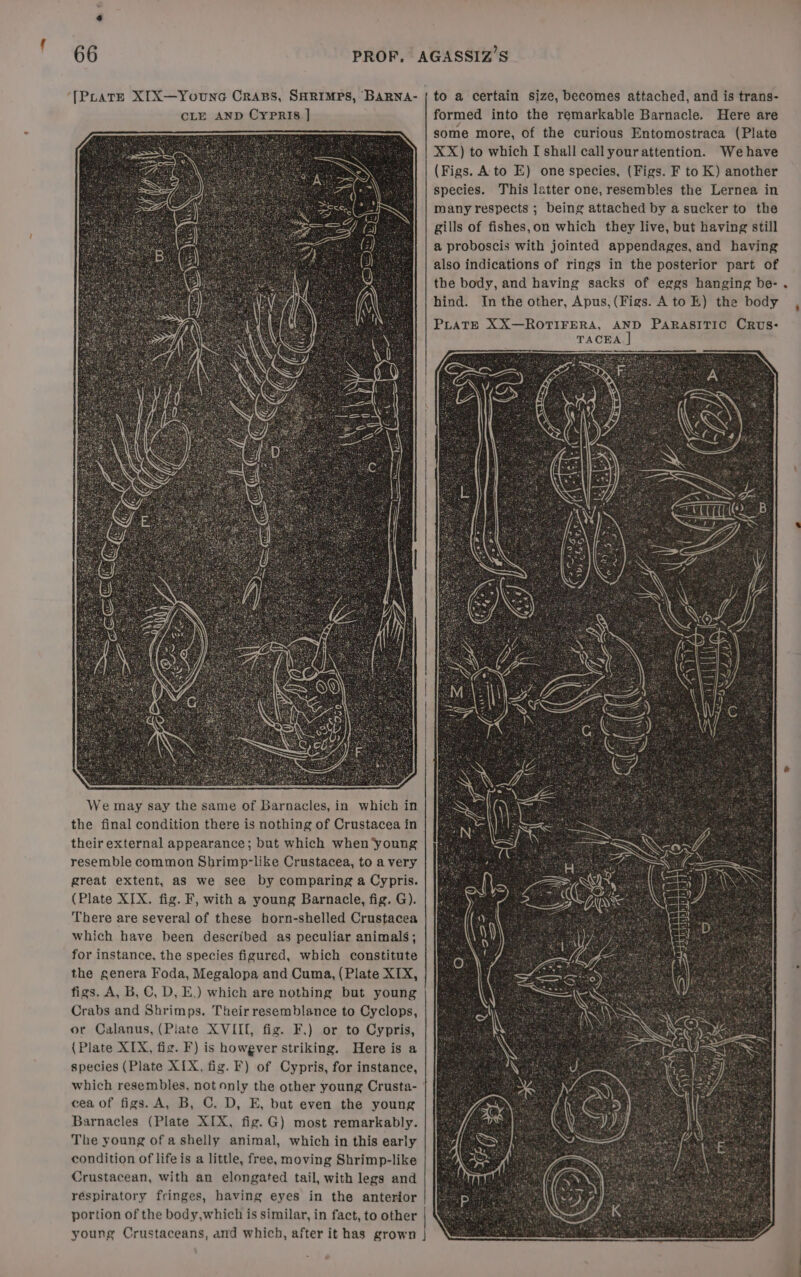 We may say the same of Barnacles, in which in the final condition there is nothing of Crustacea in their external appearance; but which when ‘young resemble common Shrimp-like Crustacea, to a very great extent, as we see by comparing a Cypris. (Plate XIX. fig. F, with a young Barnacle, fig. G). There are several of these horn-shelled Crustacea which have been described as peculiar animals; for instance, the species figured, which constitute the genera Foda, Megalopa and Cuma, (Plate XIX, figs. A, B, C, D, E,) which are nothing but young Crabs and Shrimps. Theirresemblance to Cyclops, or Calanus, (Plate XVIII, fig. F,) or to Cypris, {Plate XIX, fig. F) is howgver striking. Here is a species (Plate X{X, fig. F) of Cypris, for instance, which resembles, not only the other young Crusta- cea of figs. A, B, C, D, E, but even the young Barnacles (Plate XIX, fig.G) most remarkably. The young of a shelly animal, which in this early condition of life is a little, free, moving Shrimp-like Crustacean, with an elongated tail, with legs and réspiratory fringes, having eyes in the anterior portion of the body,which is similar, in fact, to other formed into the remarkable Barnacle. Here are some more, of the curious Entomostraca (Plate XX) to which [ shall callyourattention. Wehave (Figs. Ato E) one species, (Figs. F to K) another species. This latter one, resembles the Lernea in many respects ; being attached by a sucker to the gills of fishes,on which they live, but having still a proboscis with jointed appendages, and having also indications of rings in the posterior part of the body, and having sacks of eggs hanging be- hind. In the other, Apus, (Figs. A to E) the body