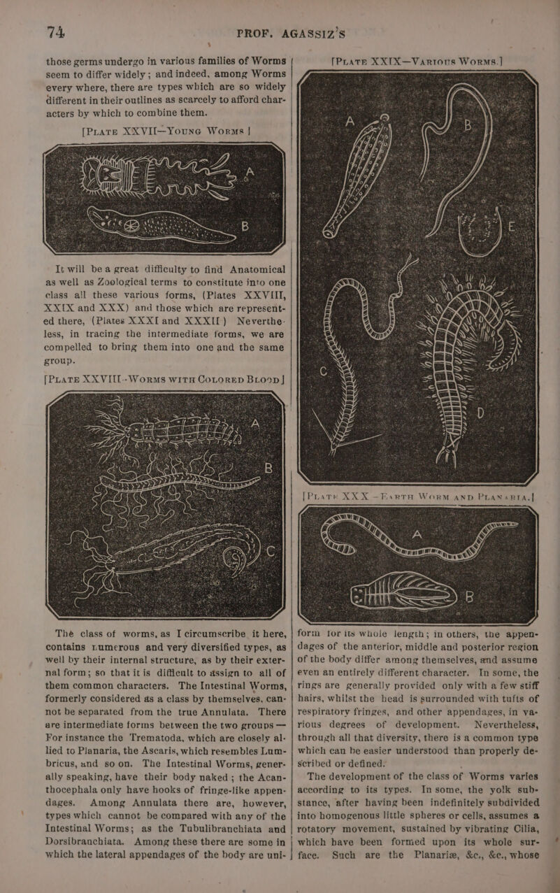 ‘ those germs undergo in various families of Worms seem to differ widely ; andindeed, among Worms every where, there are types which are so widely different in their outlines as scarcely to afford char- acters by which to combine them. [PLars XXVI[—Youne Worms | It will bea great difficulty to find Anatomical as well as Zoological terms to constitute into one class all these various forms, (Plates XXVIII, XXIX and XXX) and those which are represent- ed there, (Plates XX XI and XXXII) Neverthe: less, in tracing the intermediate forms, we are compelled to bring them into one and the same group. [Prats XXVIII--Worms witu CoLoreD BLoop J The class of worms, as I circumscribe it here, contains numerous and very diversified types, as well by their internal structure, as by their exter- nal form; so thatitis difficult to assign to all of them common characters. The Intestinal Worms, formerly considered ds a class by themselves, can- not be separated from the true Annulata. There are intermediate forms between the two groups — For instance the Trematoda, which are closely al- lied to Planaria, the Ascaris, which resembles Lum- bricus, und soon. The Intestinal Worms, gener- ally speaking, have their body naked; the Acan- thocephala only have hooks of fringe-like appen- dages. Among Annulata there are, however, types which cannot be compared with any of the Intestinal Worms; as the Tubulibranchiata and Dorsibranchiata. Among these there are some in | which the lateral appendages of the body are uni- } ne I i MN ays bd dy | even an entirely different character. In some, the rings are generally provided only with a few stiff hairs, whilst the head is surrounded with tufts of respiratory fringes, and other appendages, in yva- rious degrees of development. Nevertheless, through all that diversity, there is a common type which can be easier understood than properly de- scribed or defined. The development of the class of Worms varies according to its types. In some, the yolk sub- stance, after having been indefinitely subdivided into homogenous little spheres or cells, assumes @ rotatory movement, sustained by vibrating Cilia, which bave been formed upon its whole sur- face. Such are the Planarix, &amp;c., &amp;c., whose