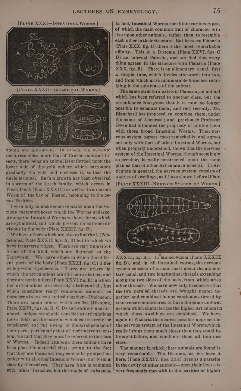 [Prare XXXI—INTESTINAL WorMs.]’ IW young are~{otusoriaus. in others, the deveiop- ment resembles more that of Crustaceans and In- sects, there being an animal layer formed upon the luwer side of the: yolk sphere, which surrounds gradually the volk and encloses it, so that the navie is dorsal. Such a growth has been observed in a worm of the Leech family, which occurs in Fresh Pond, (Plate XX XIII) as well as in a marine Worm of the bay of Boston, belonging to the ge- nus Pasithz. I wish only to make some remarks upon the va- rious metamorphoses which the Worms undergo. Among the Intestinal Worms we have forms which are cylindrical, and which present no extreme di- visions in the body (Plate XXXII, fig. C). We have others which are also cylindrical, (Pen- tastoma, Plate XXXII, figs. A, B) but in which we have transverse ridges. There are very numerous forms of the kind, which are flattened as the Tapeworm. We have others in which the differ- ent parts of the body (Plate XXXI, fig. C,) differ widely—the Cysticercus. There are others in which the articulations are still more distinct, and there are again others (Plate XXVL, fig. E) in which the articulations are scarcely distinct at all, but which constitute really compound animals, as there are always two united together—Diplozoon. There are again others, which are flat, (Distoma, Plate XXVI, figs. A, B, C, D) and entirely unartic- ulated, unless we should consider as articulations those folds on the margin, which can scarcely be considered so; but owing to the arrangement of their parts, particularly that of their nervous sys- tem, we find that they must be referred to the class of Worms. Indeed although these animals have been placed in a special class, owing to the fact that they are Parasites, they cannot be grouped to- gether with all other Intestinal Worms, nor farm a class by themselves. They have little in common with other Parasites, but this mode of existence. 49 In fact, Intestinal Worms constitute various types, of which the main common trait of character is to live upon other animals, rather than to resemble (Plate XXX, fig. B) there is the most remarkable affinity. This is a Distoma. (Plate X XVI, figs. C D) an internal Parasite, and we find that every thing agrees in the structure with Planaria (Plate XXX, fig. B). There isan alimentary canal, first a simple tube, which divides afterwards into two, and from which arise innumerable branches rami- fying in the substance of the animal. The same structure exists in Planaria,an animal which has been referred to another class, but the resemblance is so great that it is now no longer possible to separate them; and very recently, Mr. Blanchard has proposed to combine them, under the name of Aneurosi; and previously Professor Owen had intimated the propriety of uniting them with those broad Intestinal Worms. Their ner- ‘vous system agrees most remarkably. and agrees not only with that of other Intestinal Worms, but when properly understood, shows that the nervous system of the Intestinal Worms, though seemingly so peculiar, is really constructed upon the same plan as that of other Articulatain general. In Ar- ticulata in general, the nervous system consists of a series of swellings, as I have shown before (Plate XXXII, tig. A). In°Matacobdella (Plate XX XIII fig. B), and in all intestinal worms, the nervous system consists of a main mass about the alimen- tary canal, and two longitudinal threads extending along the two sides of the body, from which arise other threads. We have now only to conceive that the two parallel threads are brought nearer to- gether, and combined in one continuous thread by transverse commissures, to have the same uniform system,which characterizes the higher Articulatain which those swellings are combined. We have again in Planaria the nearest possible approach to the nervous system of the Intestinal Worms,which really brings them much closer than they could be brought before, and combines them all into one class. The manner in which these animals are found is very remarkable. The Distoma, as we have it here, (Plate XXXIV, figs. 2.3.4) lives as a parasite in the cavity of other animals—upon their liver—is very frequently met with in the cavities of higher