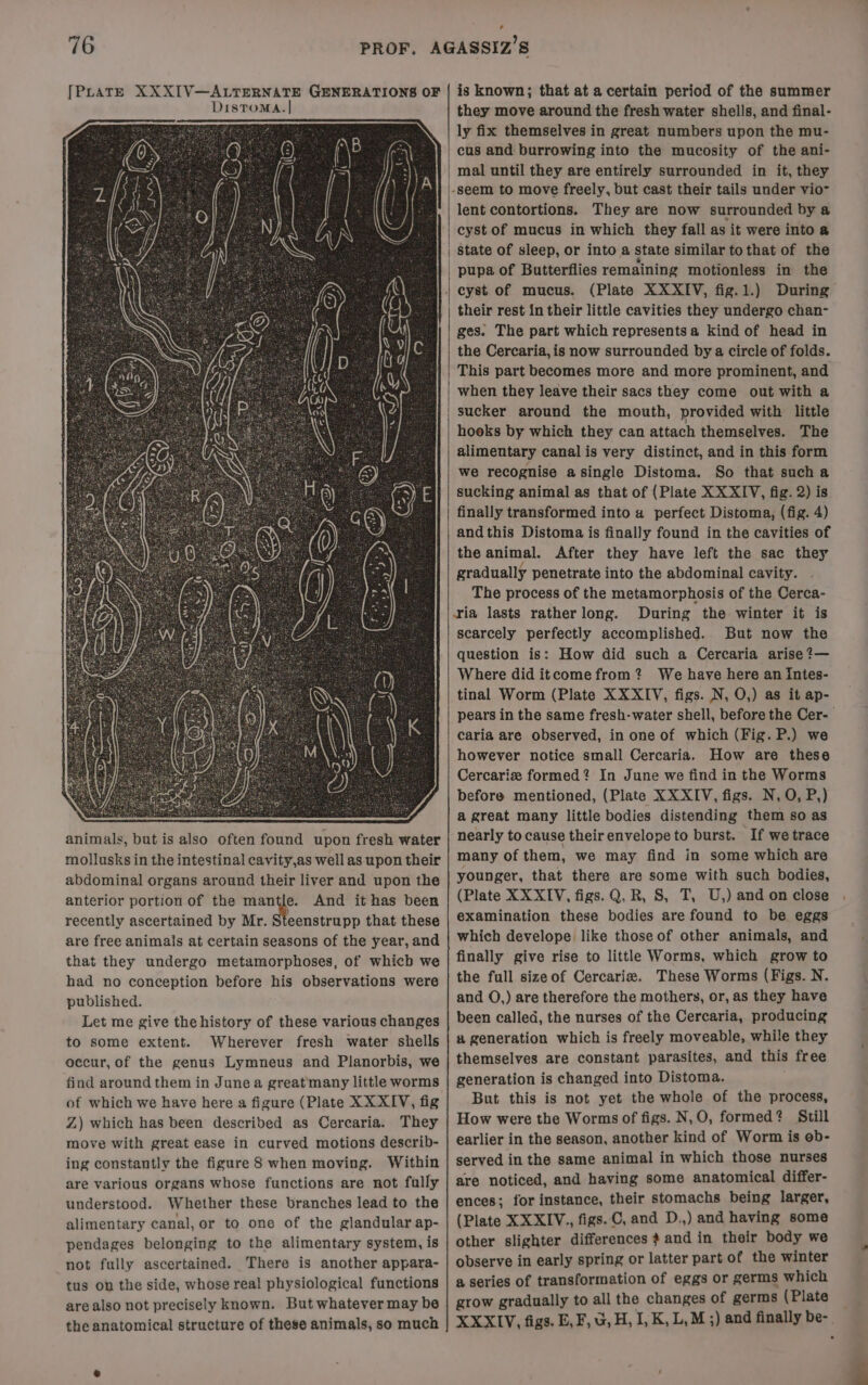 animals, but is also often found upon fresh water mollusks in the intestinal cavity,as well as upon their abdominal organs around their liver and upon the anterior portion of the mantle. And it has been recently ascertained by Mr. Steenstrupp that these are free animals at certain seasons of the year, and that they undergo metamorphoses, of which we had no conception before his observations were published. Let me give the history of these various changes to some extent. Wherever fresh water shells occur, of the genus Lymneus and Planorbis, we find around them in June a great many little worms of which we have here a figure (Plate XXXIV, fig Z) which has been described as Cercaria. They move with great ease in curved motions describ- ing constantly the figure 8 when moving. Within are various organs whose functions are not fully understood. Whether these branches lead to the alimentary canal, or to one of the glandular ap- pendages belonging to the alimentary system, is not fully ascertained. There is another appara- tus on the side, whose real physiological functions are also not precisely known. But whatever may be the anatomical structure of these animals, so much , is known; that at a certain period of the summer they move around the fresh water shells, and final- ly fix themselves in great numbers upon the mu- cus and burrowing into the mucosity of the ani- lent contortions. They are now surrounded by a cyst of mucus in which they fall as it were into a state of sleep, or into a state similar to that of the pupa of Butterflies remaining motionless in the (Plate XXXIV, fig.1.) During their rest in their little cavities they undergo chan- ges. The part which represents a kind of head in the Cercaria, is now surrounded by a circle of folds. This part becomes more and more prominent, and when they leave their sacs they come out with a sucker around the mouth, provided with little hooks by which they can attach themselves. The alimentary canalis very distinct, and in this form we recognise asingle Distoma. So that sucha sucking animal as that of (Plate XXXIV, fig. 2) is finally transformed into a perfect Distoma, (fig. 4) and this Distoma is finally found in the cavities of the animal. After they have left the sac they gradually penetrate into the abdominal cavity. The process of the metamorphosis of the Cerca- ria lasts ratherlong. During the winter it is scarcely perfectly accomplished. But now the question is: How did such a Cercaria arise ?— Where did itcomefrom? We have here an Iintes- tinal Worm (Plate XXXIV, figs. N, O,) as it ap- pears in the same fresh-water shell, before the Cer- caria are observed, in one of which (Fig. P.) we however notice small Cercaria. How are these Cercariz formed? In June we find in the Worms before mentioned, (Plate XXXIV, figs. N, O, P,) a great many little bodies distending them so as nearly to cause their envelope to burst. If we trace many of them, we may find in some which are younger, that there are some with such bodies, (Plate XXXIV, figs. Q, R, S, T, U,) and on close examination these bodies are found to be eggs which develope like those of other animals, and finally give rise to little Worms, which grow to the full size of Cercariz. These Worms (Figs. N. and O,) are therefore the mothers, or, as they have been called, the nurses of the Cercaria, producing a generation which is freely moveable, while they themselves are constant parasites, and this free generation is changed into Distoma. But this is not yet the whole of the process, How were the Worms of figs. N,O, formed? Still earlier in the season, another kind of Worm is eb- served in the same animal in which those nurses are noticed, and having some anatomical differ- ences; for instance, their stomachs being larger, (Plate XXXIV., figs. C, and D.,) and having some other slighter differences and in their body we observe in early spring or latter part of the winter a series of transformation of eggs or germs which grow gradually to all the changes of germs (Plate XXXIV, figs. E, F, o, H, I, K, L,M ;) and finally be-.