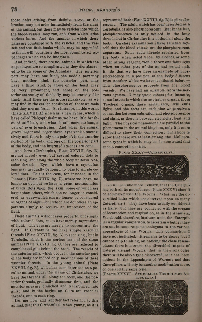 those hairs arising from definite parts, or the brushes may not arise immediately from the rings of the animal, but there may be vesicles into which the blood-vessels may run, and from which arise various hairs. And the manner in which these hairs are combined with the vesicles, and the ves- sels and the little hooks which may be appended to them, will constitute the most complicated ap- pendages which can be imagined. And, indeed, there are no animals in which the appendages are so complicated as they are observ- ed to be in some of the Annulata. The anterior part may have one kind, the middle part may have another kind, the posterior part may have a third kind; or those of the head may be very prominent, and those of the pos- terior extremity of the body may be scareely dis- tinct. And these are the more remarkable, as we that they are uniform. Forinstance, in this worm, (Plate XXVIII, A) which is a new genus, which } have called Pleigopththalmus, we have little brush- es of stiff hair, and what is still more curious, a pair of eyes to each ring. And when the animal grows larger and larger these eyes vanish succes- sively and there is only one pair left in the anterior portion of the body, and one on the posterior part of the body, and the intermediate ones are gone. And here (Cirrhatulus, Plate XXVIII, fig. B) are not merely eyes, but several colored dots to each ring, and along the whole body uniform vas- eular threads. Eyes which have a crystaline lored dots. This is the case, for instance, in the Planaria (Plate X XIX, fig. E), where we have no longer an eye, but we have a great accumulation of black dots upon the skin, some of which are larger than others, which can no longer be consid- ered as eyes—which ean no longer be considered as organs of sight—but which are doubtless an ap- paratus simply to receive an impression of the light. ; These animals, without eyes properly, but simply with colored dots, must have merely impressions of light. The eyes are merely to concentrate the light. In Cirrhatulus, we have simple vascular threads (Plate XXVIII, fig. b) to each ring ; but in Terebella, which is the perfect state of the same animal (Plate XXVIII, fig. C) they are reduced to complicated gills behind the head. The vessels of the anterior gills, which occur in the anterior part of the body are indeed only modifications of these vascular threads. In the young animal (Plate XXVIIUII, fig. B), which has been described as a pe- culiar animal, under the name of Cirrhatulus, we have the threads all along the body, and the pose terior threads, gradually disappear first, and the anterior ones are branched and transformed into gills; and in the beginning there are vascular threads, one to each ring. represented here (Plate XXVIII, fig. B} is phosphe- rescent. The adult, which has been‘ described as a Tersebella, is also phosphorescent. But in the last, phosphorescenee is only noticed in the long threads,butin Cirrhatulus it is noticed all along the body. On close examination I have satisfied my- self that the blood vessels are the phorphorescent apparatus. Some such threads separated from the body when acted upon by alcohol, or some other strong reagent, would throw out faint light when no other part of the animal would emit it. So that we have here an example of phos- phorescence in a position of the body different from another which we have mentioned before — This phosphorescence proceeds from the bloo@ vessels. We have had an example from the ner- vous system. I may quote others; for instance, some Insects in which the respiraiory organs, those Tracheal organs, these aerial sacs, will emit light; and the facts are such that we perceive a connection between coloration and phosphoresence and sight, as there is between electricity, heat and light. The physical phenomena are parallel to the phenomena in the animal kingdom, only it is more difficult to show their connection; but I hope te show that there are at least among the Mollusca, some types in which it may be demonstrated that such a connection exists. [PLatbe XXX V—CATERPILEAR.} Let ine add one more remark, that the Caterpil- lar, with all its appendages, (Plate XX XV) should be compared with the Worms. What are the di- versified hairs which are observed upon so many Caterpillars? They have been usually considered as hairs; but they are connected with the organs of locomotion and respiration, as in the Annulata. We should, therefore, institute upon the Caterpil- lar a regular comparison, to ascertain whether they are uot in some respects analogous to the various appendages of the Worms. This comparison I have not instituted. It remains to be done; but I cannot help thinking, on noticing the close resem- blance there is between the diversified aspeet of Caterpillars and Worms, that in their analogies there will be also a type discovered, as it has been noticed in the appendages of Worms; and thaz Caterpillars will only be another modification more, of one and the same type. [PLate XXXVI—SyMBOLICAL FORMULZ oF AR- TICULATA %