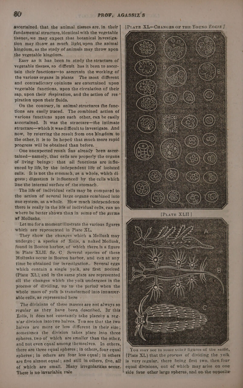 ascertained that the animal tissues are,in their fundamental structure, identical with the vegetable tissues,.we may expect that botanical investiga- tion may thiew as much lightwpon the animal kingdom,.as the study of animals may throw upon the vegetable kingdom. Easy as it has been to stedy the structure of vegetable tissues, so diffienlt has it been to aseer- tain their funetions—to aseertain the working of the various organs in plants The most different and contradictory opinions are entertained upon vegetable functions, upon the cirealation of their sap, upon their respiration, and the action of res-* piration upon their fluids. On the contrary,in animal structures the fanc- tions are easily traced. The combined action of various functions upon each other, ean be easily ascertained. It was the structure—the intimate structure—which it was difficult to investigate. And now, by referring the result from one kingdom to the other, it isto be hoped that much more rapid progress will be obtained than before. One unexpected result fas already been aseer- tained—namely, that eells are properly the organs of living beings; that all funetions are infu- enced by life, by the independent life of isolated eells. Itis net the stomach, as a whele, which di- gests ; digestion is influenced by the cells which line the internal surface of the stomacb.. The life of individual cells may be compared to the action of several large organs combined into one system, as awhole. How much independence there is really in the life of individuat cells, can no where be better shown than in some of the germs of Mollusks. Let me for amomentillustrate the various figures whieh are represented in Plate XL. They show the ehanges which a Molusk may undergo; a speeies of Nolis, a naked Mollusk, found in Boston harbor, of whieh tkereis a figure in Plate XLII, fig. ©, Several species of these Mollusks occur in Bosten harbor, and ean at any time be obtained for investigzation.. Several eggs which contain a single yolk, are first noticed (Plate XE), and in the same plate are represented all the changes which the yolk undergoes in the process of dividing, wp to the period’ when the whole mags of yolk #&amp; transformed into innamer- able cells, as represented here . The divisions of these masses are not always so regular as they have been described. I this Eolis, it does not constantly take placeby a reg- ular division intotwo halves. You see that the two halves are more or less different im their size; sometimes the divisiom takes place into three spheres, two of which are smailer than the other, and not even equal among themselves. In others, there are three equal spheres ; in others, four equal spheres; in others are four less equal; in others are five almost equal; amd still in others, five, all ef which are small. Many irregularities occur. There is no iuyariable rule o |Prate XL—CHANGES OF THE Younc Eoxrs }