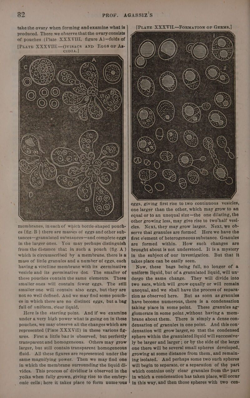 membranes, ineach of which bottle-shaped pouch- es (fig. B ) there are masses of eggs and other sub- tances—granulated substances—and complete eggs in the larger ones. You may perhaps distinguish from the distance that in such a pouch (fig. A) which is circumscribed by a membrane, there is @ mass of little granules and a number of eggs, each having a vitelline membrane with its germinative vesicle and its germinative dot. The smaller of these pouches contain the same elements. These smaller ones will contain fewer eggs. The still smaller one will contain also eggs, but they are not so well defined. And we may find some pouch- es in which there are no distinct eggs, but a bag fall of uniform, clear liquid. Here is the starting point. Andif we examine under a very high power what is going on in these pouches, we may observe all the changes which are represented (Plate XX XVII) in these various fig- ures. First a little bag is observed, but perfectly transparentand homogeneous. Others may grow larger, but still contain transparent homogeneous fiuid. All these figures are represented under the same magnifying power. Then we may find one in which the membrane surrounding the liquid di- vides. This process of dividing is observed in the yolks when fully grown, giving rise to the embry- onie cells; here it takes place to form nume-ous [Purate XXXVII.—F¥ormaTion oF GERMS.] eggs, giving first rise to two continuous vesicles, one larger than the other, which may grow to an equal or to an unequal size—the one dilating, the other growing less, may give rise to two’half vesi- cles. Next, they may grow larger. Next, we ob- serve that granules are formed. Here we have the first element of heterogeneous substance. Granules are formed within. How such changes are brought about is not understood. It isa mystery in the subject of our investigation. But that it takes place can be easily seen. Now, these bags being full, no longer of a uniform liquid, but of a granulated liquid, will un- dergo the same change. They will divide into two sacs, which will grow equally or will remain unequal, and we shall have the process of separa- tion as observed here. But as soon as granules have become numerous, there is a condensation taking place in some point. These granules ag- glomerate in some point ,without having a mem- brane about them. There is simply a dense con- densation of granules in one point. And this con- densation will grow larger,so that the condensed sphere within the granulated liquid will successive- ly be larger and larger ; or by the side of the large one there will be several small spheres developed, growing at some distance from them, and remain- ing isolated. And perhaps some two such spheres will begin to separate, or a separation of the part which contains only clear granules from the part in which a condensation has taken place, will occur in this way, and then those spheres with two cen-