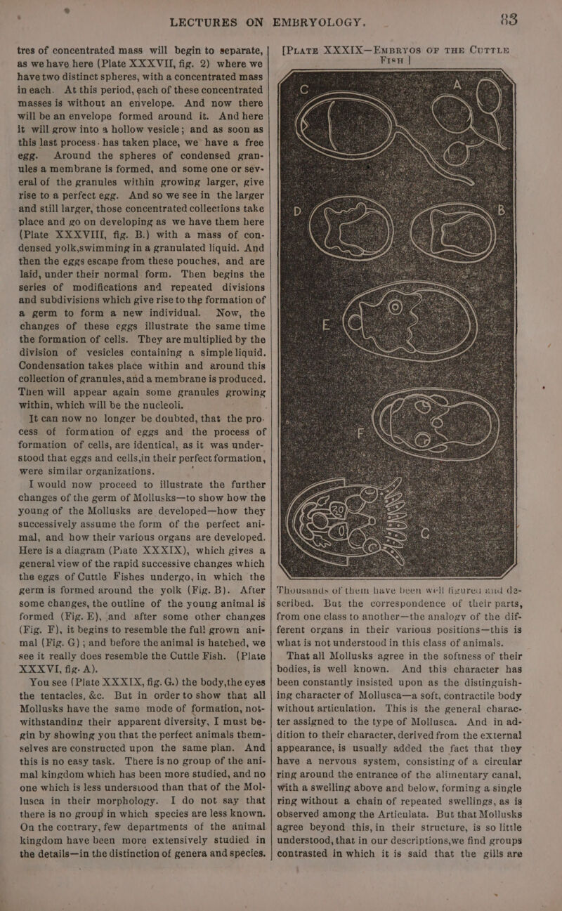 tres of concentrated mass will begin to separate, as we have here (Plate XX XVII, fig. 2) where we havetwo distinct spheres, with a concentrated mass ineach. At this period, each of these concentrated masses is without an envelope. And now there will be an envelope formed around it. And here it will grow into a hollow vesicle; and as soon as this last process. has taken place, we have a free egg. Around the spheres of condensed gran- ules a membrane is formed, and some one or sev- eral of the granules within growing larger, give rise to a perfect egg. And so we see in the larger - and still larger, those concentrated collections take place and go on developing as we have them here (Plate XX XVIII, fig. B.) with a mass of con- densed yolk,swimming in a granulated liquid. And then the eggs escape from these pouches, and are laid, under their normal form. Then begins the series of modifications and repeated divisions and subdivisions which give rise to the formation of a germ to form a new individual. Now, the changes of these eggs illustrate the same time the formation of cells. They are multiplied by the division of vesicles containing a simple liquid. Condensation takes place within and around this collection of granules, and a membrane is produced. Then will appear again some granules growing within, which will be the nucleoli. , Jt can now no longer be doubted, that the pro. cess of formation of eggs and the process of formation of cells, are identical. as it was under- stood that eggs and cells,in their perfect formation, were similar organizations. I would now proceed to illustrate the further changes of the germ of Mollusks—to show how the young of the Mollusks are developed—how they successively assume the form of the perfect ani- mal, and how their various organs are developed. Here is a diagram (Piate XX XIX), which gives a general view of the rapid successive changes which the eggs of Cuttle Fishes undergo, in which the germ is formed around the yolk (Fig. B). After some changes, the outline of the young animal is formed (Fig. E), and ‘after some other changes (Fig. F), it begins to resemble the ful! grown ani- mal (Fig. G) ; and before the animal is hatched, we see it really does resemble the Cuttle Fish. (Plate XXXVI, fig- A). You see (Plate XX XIX, fig. G. ) the body,the eyes the tentacles, &amp;c. But in orderto show that all Mollusks have the same mode of formation, not- withstanding their apparent diversity, I must be- gin by showing you that the perfect animals them- selves are constructed upon the same plan. And this is no easy task. There is no group of the ani- mal kingdom which has been more studied, and no one which is less understood than that of the Mol- luseca in their morphology. I do not say that there is no group in which species are less known. On the cortrary, few departments of the animal kingdom have been more extensively studied in the details—in the distinction of genera and species. Thousands of them bave been well tizured aid de2- scribed. But the correspondence of their parts, from one class to another—the analogy of the dif- ferent organs in their various positions—this is what is not understood in this class of animals. That all Mollusks agree in the softness of their bodies, is well known. And this character has been constantly insisted upon as the distinguish- ing character of Mollusca—a soft, contractile body without articulation. This is the general charac- | ter assigned to the type of Mollusca. And in ad- dition to their character, derived from the external appearance, is usually added the fact that they have a nervous system, consisting of a circular ring around the entrance of the alimentary canal, With a swelling above and below, forming a single ring without a chain of repeated swellings, as is observed among the Articulata. But that Mollusks agree beyond this,in their structure, is so little understood, that in our descriptions,we find groups contrasted in which it is said that the gills are
