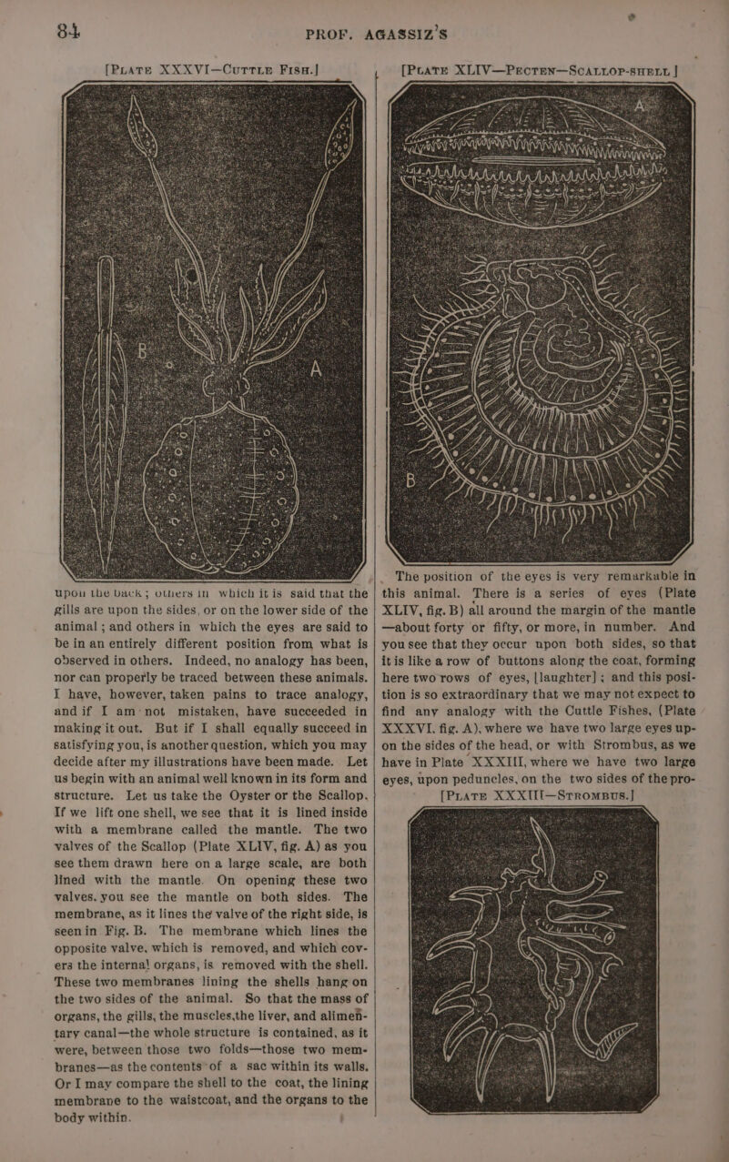 XXXVI—CuTtLe Fisa.] 4 upou the back 3 Others In observed in others. Indeed, no analogy has been, nor can properly be traced between these animals. IT have, however, taken pains to trace analogy, and if I am-not mistaken, have succeeded in making it out. But if I shall equally succeed in satisfving you, is another question, which you may decide after my illustrations have been made. Let us begin with an animal well known in its form and structure. Let us take the Oyster or the Scallop. If we lift one shell, we see that it is lined inside with a membrane called the mantle. The two valves of the Scallop (Plate XLIV, fig. A) as you see them drawn here ona large scale, are both lined with the mantle. On opening these two valves. you see the mantle on both sides. The membrane, as it lines the valve of the right side, is seenin Fig. B. The membrane which lines the opposite valve, which is removed, and which cov- ers the interna! organs, is removed with the shell. These two membranes lining the shells hang on the two sides of the animal. So that the mass of organs, the gills, the muscles,the liver, and alimen- tary canal—the whole structure is contained, as it were, between those two folds—those two mem- branes—as the contents of a sac within its walls. Or I may compare the shell to the coat, the lining membrane to the waistcoat, and the organs to the body within. [PuatE XLIV—Pecten—ScALiLop-sHELt | 3) The position of the eyes is very remarkabie in this animal. There is a series of eyes (Plate XLIV, fig. B) all around the margin of the mantle —about forty or fifty, or more,in number. And you see that they occur upon both sides, so that itis like arow of buttons along the coat, forming here two rows of eyes, [laughter] ; and this posi- tion is so extraordinary that we may not expect to find any analogy with the Cuttle Fishes, (Plate XXXVI. fig. A), where we have two large eyes up- on the sides of the head, or with Strombus, as we have in Plate XX XIII, where we have two large eyes, upon peduncles, on the two sides of the pro- [PLATE XXXII[—Strompsvs.]