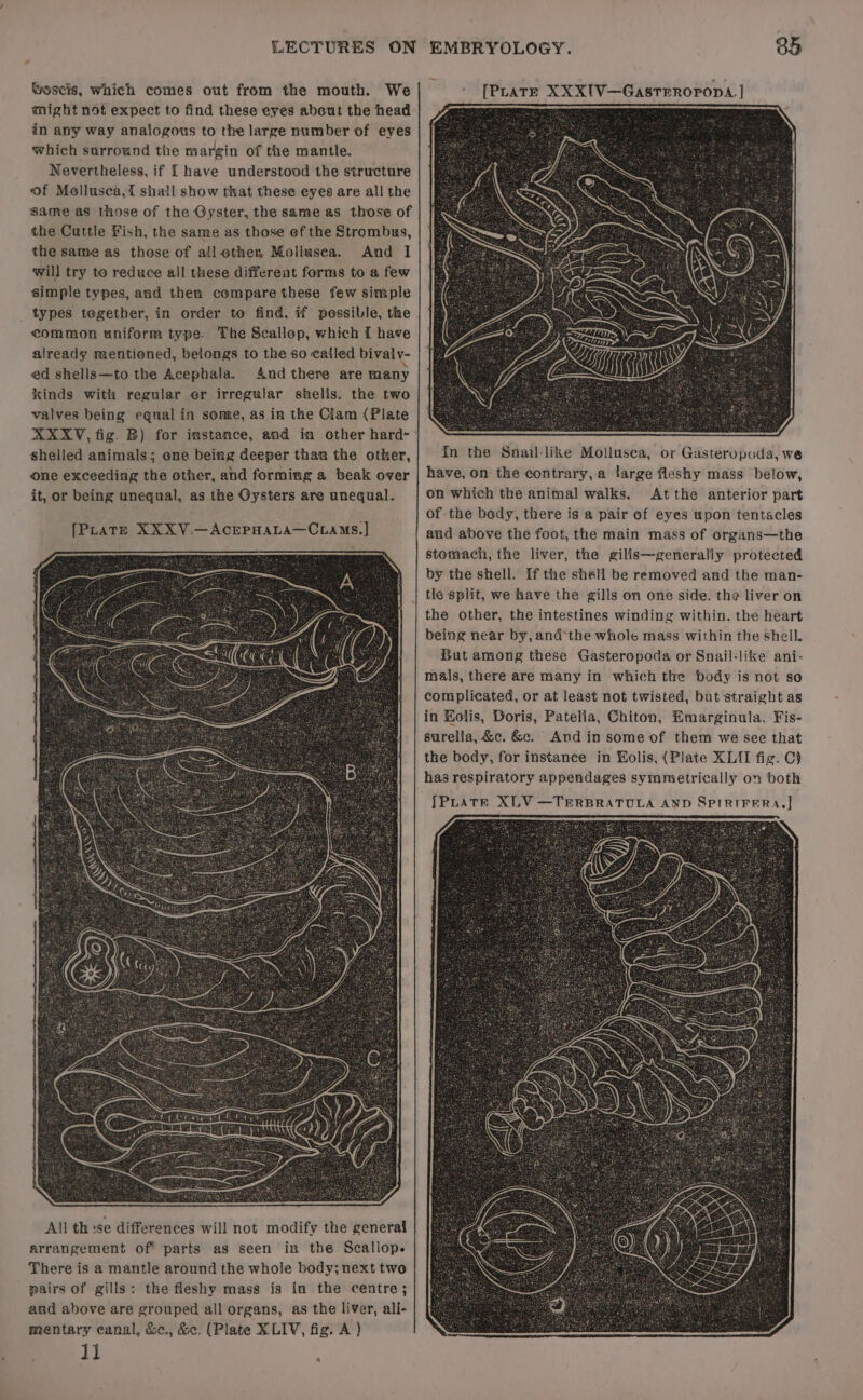 Woscis, Which comes out from the mouth. We might not expect to find these eyes abcut the head in any way analogous to the large number of eyes which surround the margin of the mantle. Nevertheless, if I have understood the structure of Mellusea,i shall show that these eyes are all the Same as those of the Gyster, the same as those of the Cuttle Fish, the same as those ef the Strombus, the same as those of all othen Moliusea. And I will try to reduce all these different forms to a few simple types, and then compare these few simple _ types tegetber, in order to find, if possible, the common uniform type. The Scallop, which I have already mentioned, belongs to the so cailed bivaly- ed shells—to the Acephala. And there are many kinds with regular er irregular shelis. the two valves being equal in somae, as in the Clam (Plate XXXYV, fig. B) for instance, and in other hard- shelled animals; one being deeper than the other, one exceeding the other, and forming a beak over it, or being unequal, as the Oysters are unequal. All those differences will not modify the general arrangement of? parts as seen in the Scallop. There is a mantle around the whole body; next two pairs of gills: the fleshy mass is in the centre; and above are grouped all organs, as the liver, ali- mentary canal, &amp;ec., &amp;. (Plate X LIV, fig. A ) ji 85 [PLATE XXXIV—Gastrropropa | In the Snail-like Mollusea, or Gasteropoda, we have, on the contrary, a large fleshy mass below, on which the animal walks. Atthe anterior part of the bedy, there is a pair of eyes upon tentacles and above the foot, the main mass of organs—the stomach, the liver, the gilis—generaliy protected by the shell. If the shell be removed and the man- tle split, we have the gills on one side. the liver on the other, the intestines winding within, the heart being near by, and*the whole mass within the shell. But among these Gasteropoda or Snail-like ani- mals, there are many in which the body is not so complicated, or at least not twisted, but straight as in Kolis, Doris, Patelia, Chiton, Emarginula. Fis- surella, &amp;c. &amp;c. And in some of them we see that the body, for instance in Eolis, (Plate XLII fig. C) has respiratory appendages symmetrically on both