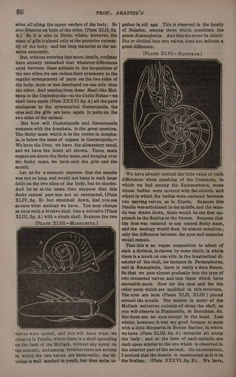 sides, all along the upper surface of the body. So 4.) So it is also in Doris, where, however, the mass of gills is placed only at the posterior extrem- ity of the body, and has leng tentacles at the an- terior extremity. But, without entering into more Getails, you'may have already remarked that whatever differences exist between these animals in the inequalities of the two sides, we can reduce their symmetry to the regular arrangement of parts om the two sides of the body, more or less developed on one side than the other. And passing from these Snail-like Mol- Busca to the Cephalopoda—to the Cuttle Fishes—we analagous to the symmetrical Gasteropeda, the eyes and the gills are here again in pairs om the two sides of the animal. eompare with the Acephala, is the great question. The fleshy mass which is in the centre in Acepha- and we have the heart all shown. organs are above the fleshy mass, and hanging over the fleshy mass, we have only the gills and the mouth.. Let us for 2 moment suppose that the mantle was not so long. and would not hang in such large folds on the two sides of the body, but be shorter. And let us atthe same time suppose that this fleshy central part was not so eontracted, (Plate XLIV, fig. B) but stretched down, and you see at once what analogy we have. You may change at once such a bivalve shall into a univalve (Plate XLII, fig. A) with a single shell. Suppose the two [PLraTe XLII£—Marearita.] valves were united, and you will have what we observe in Patella, where there is a shell spreading on the back of the Mollysk, without any spiral on the summit; and among bivalves there are several in which the two valves are immovable; the ‘di- vision is well marked in youth, but they unite to- of Naiades, among those which constitute the genus Alasmodenta. And that the cover be shield- like or divided into two valves, does not indicate a great difference. We have already noticed the little value of such differences when speaking of the Crustacea, in two moving valves, as in Cypris. Suppose this tle was drawn down, there would be the first ap- proach to the Scallopor the Oyster. Suppose that the foot was reduced to one central fleshy mass, and the analogy would then be almost complete ; only the difference between the eyes and tentacles would remain. That this is no vague supposition to admit of such a division, is shown by some shells, in which there is a notch on one side, in the longitudinal di- ameter of the shell, for instance in Parmophorus, and in Emarginula, there is really a deep fissure. So that we pass almost gradually into the type of two connected valves, and into those which have moveable parts. Now for the eyes and for the other parts which are modified in this structure. The eyes are here (Plates XLII, XLIII,) placed around the mouth. The mantle in many of the Mollusk wnivalves, extends all along the shell, as you wil} observe in Phasianella, in Buccinum. &amp;c. But there are no eyes except in the head. Last winter, however, it was my good fortune to meet with a little Margarita in Boston Harbor, in which we have (Plate XLIII, fig. A} tentacles all along the body; and at the base of each tentacle, are dark spots similar to the eye which is observed in the anterior part of the animal. On examination, I noticed that the mantle is constructed as it is in the Scallop. (Plate XXXVI, fiz. B). We have,