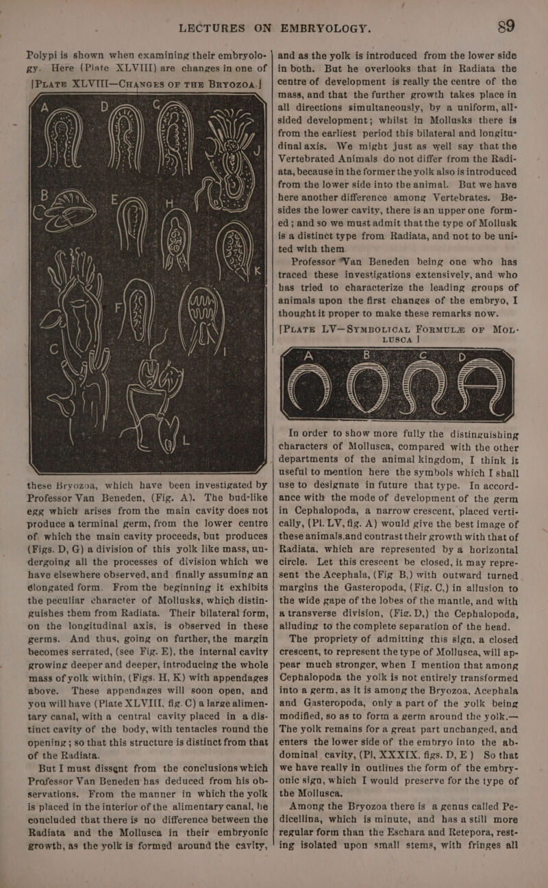 Polypiis shown when examining their embryolo- gy. Here (Piate XLVIII) are changes in one of [Prate XLVIII—Cuances oF THE Brrozoa.| these Bryozoa, which have been investigated by Professor Van Beneden, (Fig. A). The bud-like egg which arises from the main cavity does not produce a terminal germ, from the lower centre of, which the main cavity proceeds, but produces (Figs. D, G) a division of this yolk like mass, un- dergoing all the processes of division which we have elsewhere observed, and finally assuming an élongated form. From the beginning it exhibits the peculiar character of Mollusks, which distin- guishes them from Radiata. Their bilateral form, on the longitudinal axis, is observed in these germs. And thus, going on further,the margin becomes serrated, (see Fig. E), the internal cavity growing deeper and deeper, introducing the whole mass of yolk within, (Figs. H, K) with appendages above. These appendages will soon open, and you willhave (Plate XLVIII, fig. C) a large alimen- tary canal, with a central cavity placed in a dis- tinct cavity of the body, with tentacles round the opening; so that this structure is distinct from that of the Radiata. But I must dissent from the conclusions which Professor Van Beneden has deduced from his ob- servations. From the manner in which the yolk is placed in the interior of the alimentary canal, he concluded that there is no difference between the Radiata and the Mollusca in their embryonic growth, as the yolk is formed around the cavity, 89 and as the yolk is introduced from the lower side in both. But he overlooks that in Radiata the centre of development is really the centre of the mass, and that the further growth takes place in all directions simultaneously, by a uniform, all- sided development; whilst in Mollusks there is from the earliest period this bilateral and longitu: dinalaxis. We might just as well say thatthe Vertebrated Animals do not differ from the Radi- ata, because in the former the yolk also is introduced from the lower side into the animal. But we have here another difference among Vertebrates. Be- sides the lower cavity, there isan upper one form- ed; and so we must admit that the type of Mollusk is a distinct type from Radiata, and not to be uni- ted with them. Professor “Van Beneden being one who has traced these investigations extensivelv, and who has tried to characterize the leading groups of animals upon the first changes of the embryo, I thought it proper to make these remarks now. [PLATE LV—SYMBOLICAL FORMULZ OF MOL: J | In order to show more fully the distinguishing | characters of Mollusca, compared with the other departments of the animal kingdom, I think it useful to mention here the symbols which I shall use to designate in future that type. In accord- ance with the mode of development of the germ in Cephalopoda, a narrow crescent, placed verti- cally, (Pl. LV, fig. A) would give the best image of these animals,and contrast their growth with that of Radiata, which are represented by a horizontal circle. Let this crescent be closed, it may repre- sent the Acephala, (Fig. B,) with outward turned margins the Gasteropoda, (Fig. C,) in allusion to the wide gape of the lobes of the mantle, and with a transverse division, (Fig. D,) the Cephalopoda, alluding to the complete separation of the head. The propriety of. admitting this sign, a closed crescent, to represent the type of Mollusca, will ap- pear much stronger, when I mention that among Cephalopoda the yolk is not entirely transformed into a germ, as it is among the Bryozoa, Acephala and Gasteropoda, only a part of the yolk being modified, so as to form a germ around the yolk.— The yolk remains for a great part unchanged, and enters the lower side of the embryo into the ab- dominal cavity, (Pl, XX XIX, figs.D,E) So that we have really in outlines the form of the embry- onic sign, which I would preserve for the type of the Mollusca. Among the Bryozoa there is a genus called Pe- dicellina, which is minute, and has a still more regular form than the Eschara and Retepora, rest- ing isolated upon small stems, with fringes all