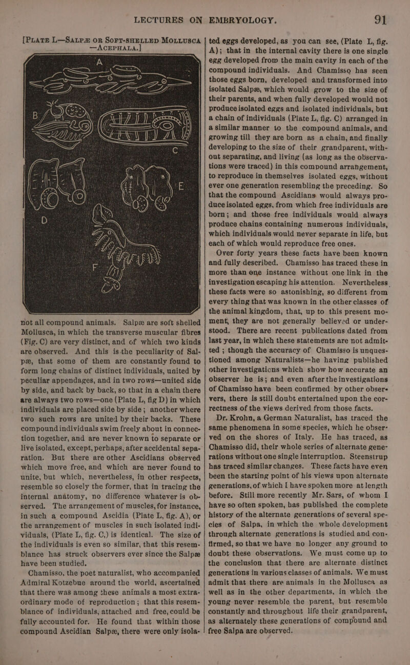 [PLATE L—SALpP OR Sort-SHELLED MOLLUSCA —ACEPHALA.|] not all compound animals. Salps are soft shelled Mollusca, in which the transverse muscular fibres (Fig. C) are very distinct, and of which two kinds are observed. And this is-the peculiarity of Sal- px, that some of them are constantly found to form long chains of distinct individuals, united by peculiar appendages, and in two rows—united side by side, and back by back, so that in a chain there are always two rows—one (Plate L, fig D) in which individuals are placed side by side; another where two such rows are united by their backs. These compound individuals swim freely about in connec- tion together, and are never known to separate or live isolated, except, perhaps, after accidental sepa- ration. But there are other Ascidians observed which move free,and which are never found to unite, but which, nevertheless, in other respects, resemble so closely the former, that in tracing the internal anatomy, no difference whatever is ob- served. The arrangement of muscles, for instance, in such a compound Ascidia (Plate L, fig. A), or the arrangement of muscles in such isolated indi- viduals, (Plate L, fig. C,) is identical. The size of the individuals is even so similar, that this resem- blance has struck observers ever since the Salpz have been studied. . Chamisso, the poet naturalist, who accompanied Admiral Kotzebue around the world, ascertained that there was among shese animals a most extra- ordinary mode of reproduction; that this resem- blance of individuals, attached and free, could be fully accounted for. He found that within those compound Ascidian Salpe, there were only isola- ted eggs developed, as you can see, (Plate L, fig. A); that in the internal cavity there is one single egg developed from the main cavity in each of the compound individuals. And Chamisso has seen those eggs born, developed and transformed into isolated Salpz, which would grow to the size of their parents, and when fully developed would not produce isolated eggs and isolated individuals, but a chain of individuals (Plate L, fig. C) arranged in a similar manner to the compound animals, and growing till they are born as a chain, and finally developing to the size of their grandparent, with- out separating, and living (as long as the observa- tions were traced) in this compound arrangement, to reproduce in themselves isolated eggs, without ever one generation resembling the preceding. So that the compound Ascidians would always pro- duce isolated eggs, from which free individuals are born; and those free individuals would always produce chains containing numerous individuals, which individuals would never separate in life, but each of which would reproduce free ones. Over forty years these facts have been known and fully described. Chamisso has traced these in more than ene instance without one link in the investigation escaping his attention. Nevertheless these facts were so astonishing, so different from every thing that was known in the other classes of the animal kingdom, that, up to this present mo- ment, they are not generally believed or under- stood. There are recent publications dated from last year, in which these statements are not admit- ted ; though the accuracy of Chamisso is unques- tioned among Naturalists—he having published other investigations which show how accurate an observer he is; and even after the investigations of Chamisso have been confirmed by other obsere — vers, there is still doubt entertained upon the cor- rectness of the views derived from those facts. Dr. Krohn, a German Naturalist, has traced the same phenomena in some’ species, which he obser- ved on the shores of Italy. He has traced, as Chamisso did, their whole series of alternate gene- rations without one single interruption. Steenstrup has traced similarchanges. These facts have even been the starting point of his views upon alternate generations, of which [ have spoken more at length before. Still more recently Mr. Sars, of whom I have so often spoken, bas published the complete history of the alternate generations of several spe- cies of Salpa, in which the whole development through alternate generations is studied and con- firmed, so that we have no longer any ground to doubt these observations. We must come up to the conclusion that there are alternate distinct generations in various classes of animals. We must admit that there are animals in the Mollusca as well as in the other departments, in which the young never resemble the parent, but resemble constantly and throughout life their grandparent, as alternately these generations of compound and free Salpa are observed.
