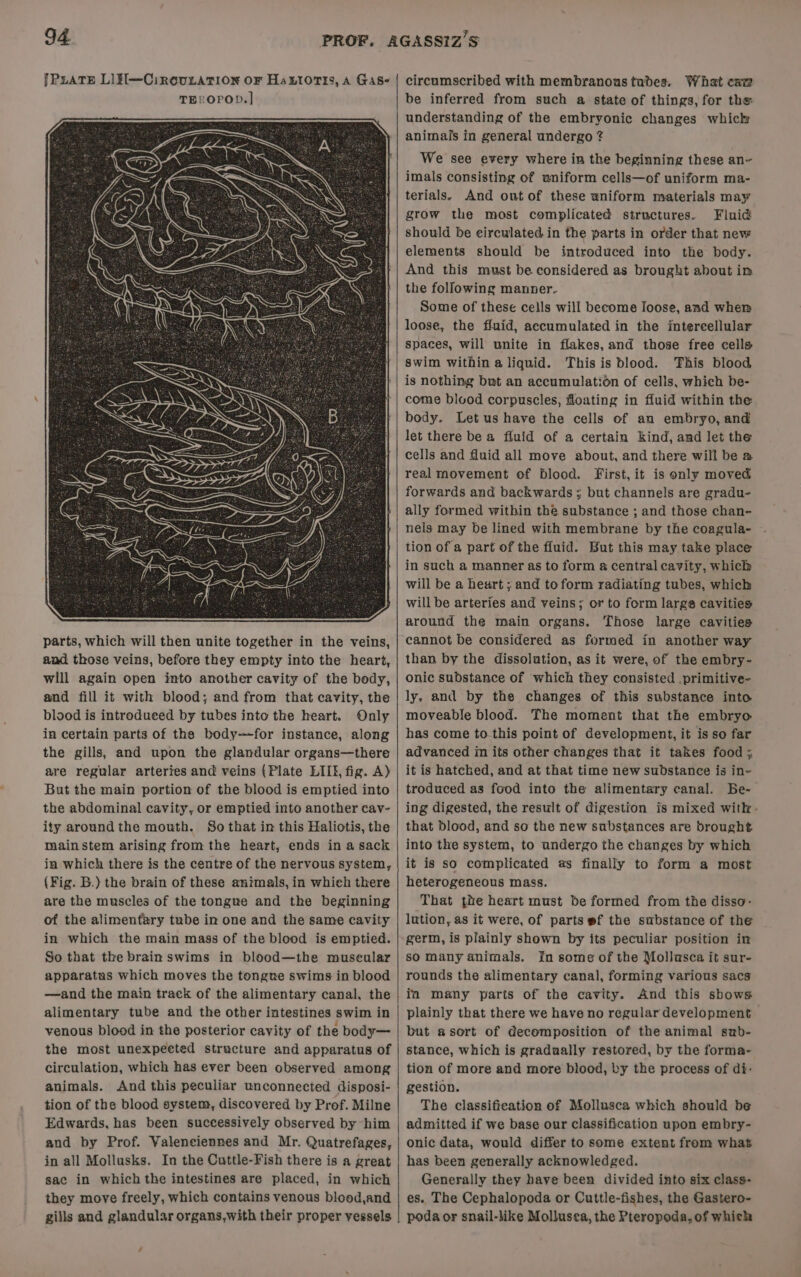 g4 [PLATE LIFI—CirovuLtaTion OF HabtorTts, A GAse TEROPOD.] blood is introdueed by tubes into the heart. Only in certain parts of the body—for instance, along the gills, and upon the glandular organs—there are regular arteries and veins (Plate LIIE, fig. A) But the main portion of the blood is emptied into the abdominal cavity, or emptied into another cav- ity aroundthe mouth. So that in this Haliotis, the mainstem arising from the heart, ends in a sack in which there is the centre of the nervous system, (Fig. B.) the brain of these animals, in which there are the muscles of the tongue and the beginning of the alimenfary tube in one and the same cavity in which the main mass of the blood is emptied. So that the brainswims in blood—the museular apparatus which moves the tongue swims in blood —and the main track of the alimentary canal, the alimentary tube and the other intestines swim in venous blood in the posterior cavity of the body— the most unexpected structure and apparatus of circulation, which has ever been observed among animals. And this peculiar unconnected disposi- tion of the blood system, discovered by Prof. Milne Edwards, has been successively observed by him and by Prof. Valenciennes and Mr. Quatrefages, in all Mollusks. In the Cuttle-Fish there is a great sac in which the intestines are placed, in which they move freely, which contains venous blood,and gills and glandular organs,with their proper vessels / circumscribed with membranous tudes. What car be inferred from such a state of things, for the understanding of the embryonic changes which animals in general undergo ? We see every where in the beginning these an- imals consisting of uniform cells—of uniform ma- terials. And outof these uniform materials may grow the most complicated structures. Fluidé should be circulated in the parts in order that new elements should be introduced into the body. And this must be considered as brought about im the following manner. Some of these cells will become loose, and whem loose, the fluid, accumulated in the intereellular spaces, will unite in flakes, and those free cells swim within a liquid. This is blood. This blood is nothing bet an accumulation of cells, which be- come blood corpuscles, floating in fluid within the body. Let us have the cells of an embryo, and let there be a fluid of a certain kind, and let the cells and fluid all move about, and there will be a real movement of blood. First, it is only moved forwards and backwards ; but channels are gradu- ally formed within the substance ; and those chan- nels may be lined with membrane by the coagula- tion of a part of the fluid. But this may take place in such a manner as to form a central cavity, which will be a heart ; and to form radiating tubes, which will be arteries and veins; or to form large cavities around the main organs. Those large cavities cannot be considered as formed in another way than by the dissolution, as it were, of the embry- onic substance of which they consisted .primitive- ly. and by the changes of this substance into moveable blood. The moment that the embryo has come to this point of development, it is so far advanced in its other changes that it takes food ; it is hatched, and at that time new substance is in- troduced as food into the alimentary canal. Be- ing digested, the result of digestion is mixed with - that blood, and so the new sabstances are brought into the system, to undergo the changes by which it is so complicated as finally to form a most heterogeneous mass. That the heart must be formed from the disso- lution, as it were, of parts @f the substance of the germ, is plainly shown by its peculiar position in so many animals. In some of the Mollusca it sur- rounds the alimentary canal, forming various sacs in many parts of the cavity. And this sbows plainly that there we have no regular development but asort of decomposition of the animal sab- stance, which is gradually restored, by the forma- tion of more and more blood, by the process of di- gestion. The classification of Mollusca which should be admitted if we base our classification upon embry- onic data, would differ to some extent from what has been generally acknowledged. Generally they baye been divided into six class- es. The Cephalopoda or Cuttle-fishes, the Gastero- poda or snail-like Mollusca, the Pteropoda, of which