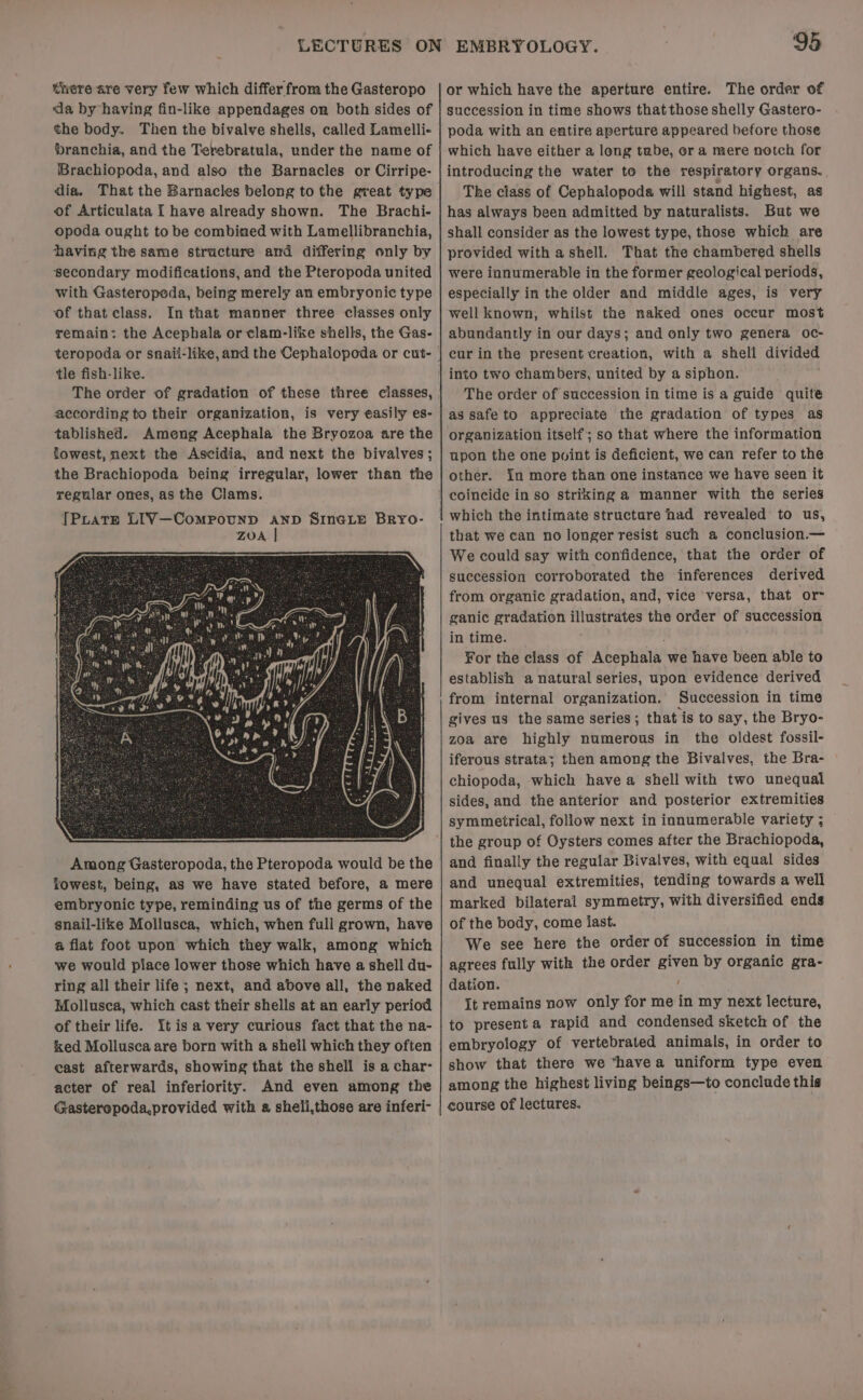 tnere are very few which differ from the Gasteropo da by having fin-like appendages on both sides of the body. Then the bivalve shells, called Lamelli- branchia, and the Terebratula, under the name of Brachiopoda, and also the Barnacles or Cirripe- dia. That the Barnacles belong to the great type of Articulata I have already shown. The Brachi- opoda ought to be combined with Lamellibranchia, having the same structure and differing only by secondary modifications, and the Pteropoda united with Gasteropeda, being merely an embryonic type of that class. In that manner three classes only remain: the Acephala or clam-like shells, the Gas- tle fish-like. The order of gradation of these three classes, according to their organization, is very easily es- tablished. Among Acephala the Bryozoa are the lowest, next the Ascidia, and next the bivalves; the Brachiopoda being irregular, lower than the regular ones, as the Clams. TPLatE LIV—Compounp anp SincLEe Brro- ZOA | Among Gasteropoda, the Pteropoda would be the towest, being, as we have stated before, a mere embryonic type, reminding us of the germs of the snail-like Mollusca, which, when full grown, have a flat foot upon which they walk, among which we would piace lower those which have a shell du- ring all their life ; next, and above all, the naked Mollusca, which cast their shells at an early period of their life. Itisavery curious fact that the na- ked Mollusca are born with a sheil which they often east afterwards, showing that the shell is a char- acter of real inferiority. And even among the Gasteropoda,provided with a sheli,those are inferi- 95 or which have the aperture entire. The order of succession in time shows that those shelly Gastero- poda with an entire aperture appeared before those which have either a long tabe, or a mere notch for introducing the water to the respiratory organs. The class of Cephalopoda will stand highest, as has always been admitted by naturalists. But we shall consider as the lowest type, those which are provided with a shell. That the chambered shells were innumerable in the former geological periods, especially in the older and middle ages, is very well known, whilst the naked ones occur most abundantly in our days; and only two genera oc- cur in the present creation, with a shell divided EMBRYOLOGY. The order of succession in time is a guide quite as safe to appreciate the gradation of types as organization itself; so that where the information upon the one pwint is deficient, we can refer to the other. In more than one instance we have seen it coincide in so striking a manner with the series which the intimate structare had revealed to us, that we can no longer resist such a conclusion.— We could say with confidence, that the order of succession corroborated the inferences derived from organic gradation, and, vice versa, that or ganic gradation illustrates the order of succession in time. : ¥or the class of Acephala we have been able to establish a natural series, upon evidence derived from internal organization. Succession in time gives us the same series ; that is to say, the Bryo- zoa are highly numerous in the oldest fossil- iferous strata; then among the Bivalves, the Bra- chiopoda, which havea shell with two unequal sides, and the anterior and posterior extremities symmetrical, follow next in innumerable variety ; and finally the regular Bivalves, with equal sides and unequal extremities, tending towards a well marked bilateral symmetry, with diversified ends of the body, come iast. We see here the order of succession in time agrees fully with the order given by organic gra- dation. ‘ It remains now only for me in my next lecture, to presenta rapid and condensed sketch of the embryology of vertebrated animals, in order to show that there we ‘havea uniform type even among the highest living beings—to conclade this course of lectures.