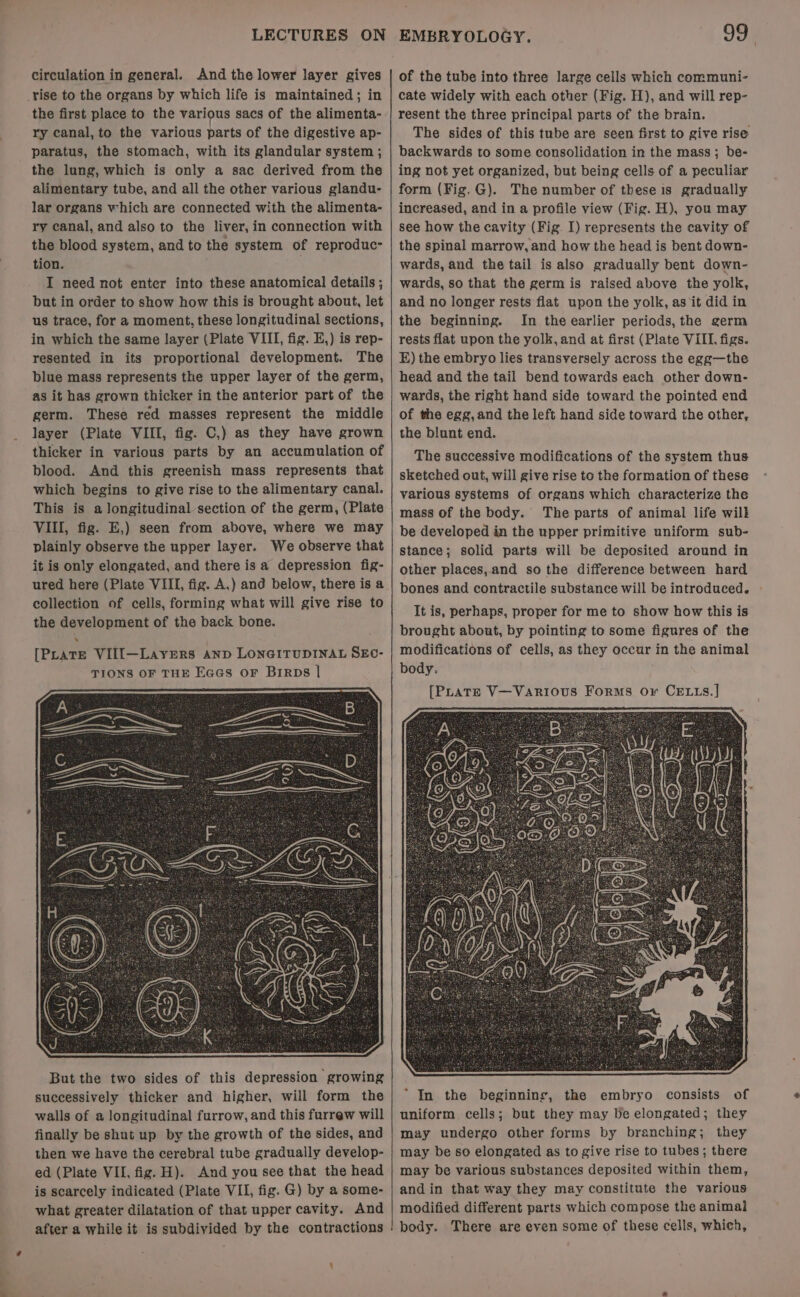 LECTURES ON circulation in general. And the lower layer gives rise to the organs by which life is maintained; in the first place to the various sacs of the alimenta- ry canal, to the various parts of the digestive ap- paratus, the stomach, with its glandular system ; the lung, which is only a sac derived from the alimentary tube, and all the other various glandu- lar organs vvhich are connected with the alimenta- ry canal, and also to the liver, in connection with the blood system, and to the system of reproduc: tion. | I need not enter into these anatomical details ; but in order to show how this is brought about, let us trace, for a moment, these longitudinal sections, in which the same layer (Plate VIII, fig. E,) is rep- resented in its proportional development. The blue mass represents the upper layer of the germ, as it has grown thicker in the anterior part of the germ. These red masses represent the middle layer (Plate VIII, fig. C,) as they have grown thicker in various parts by an accumulation of blood. And this greenish mass represents that which begins to give rise to the alimentary canal. This is a longitudinal section of the germ, (Plate VIII, fig. E,) seen from above, where we may plainly observe the upper layer. We observe that it is only elongated, and there is a depression fig- collection of cells, forming what will give rise to the development of the back bone. But the two sides of this depression growing successively thicker and higher, will form the walls of a longitudinal furrow, and this furrew will finally be shut up by the growth of the sides, and then we have the cerebral tube gradually develop- ed (Plate VII, fig. H). And you see that the head is scarcely indicated (Plate VII, fig. G) by a some- what greater dilatation of that upper cavity. And after a while it is subdivided by the contractions I9 | EMBRYOLOGY. of the tube into three large cells which communi- cate widely with each other (Fig. H), and will rep- resent the three principal parts of the brain. The sides of this tube are seen first to give rise backwards to some consolidation in the mass; be- ing not yet organized, but being cells of a peculiar form (Fig.G). The number of these is gradually increased, and in a profile view (Fig. H), you may see how the cavity (Fig. I) represents the cavity of the spinal marrow, and how the head is bent down- wards, and the tail is also gradually bent down- wards, so that the germ is raised above the yolk, and no longer rests flat upon the yolk, as ‘it did in the beginning. In the earlier periods, the germ rests flat upon the yolk, and at first (Plate VIIL. figs. E) the embryo lies transversely across the egg—the head and the tail bend towards each other down- wards, the right hand side toward the pointed end of the egg,and the left hand side toward the other, the blunt end. The successive modifications of the system thus sketched out, will give rise to the formation of these various systems of organs which characterize the mass of the body. The parts of animal life will be developed in the upper primitive uniform sub- stance; solid parts will be deposited around in other places,.and so the difference between hard bones and contractile substance will be introduced. - “In the beginning, the embryo consists of uniform cells; but they may be elongated; they may undergo other forms by branching; they may be so elongated as to give rise to tubes; there may be various substances deposited within them, and in that way they may constitute the various modified different parts which compose the animal body. There are even some of these cells, which,