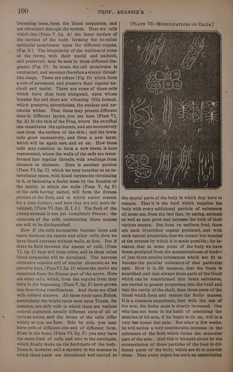 becoming loose, form the blood corpuscles, and are circulated through the system. Here are cells which line (Plate V, fig. A) the inner surface of the cavities of the body, forming the so-called epithelial membranes upon the different organs, (Fig. B.) The irregularity of the outlines of some of the forms, with their nuclei and nucleoli, still preserved, may be seen in these different dia- grams, (Fig. C}). In some, the cell membrane is contracted, and assumes therefore asimple thread- like shape. There are others (Fig. D) which form a sort of pavement, and preserve their regular nu- cleoli and nuclei. There are some of these cells which have thus been elongated, upon whose broader flat end there are vibrating Cilia formed, which preserve, nevertheless, the nucleus and nu- cleolus within. That these may present different sizesin different layers, you see here (Plate VI, fig. A) in the skin of the Frog, where the external one constitutes the epidermis, and are successively cast from the surface of the skin; and the lower cells grow successively, and form a new layer, which will be again cast,and so on. How these cells may combine to form a new tissue, is here represented, where the walls of the cells are trans- formed inte regular threads, with swellings from distance to distance. Here is another portion (Plate VI, fig. C} which we may consider as an in- tercellular space, with blood corpuscles circulating in it, or becoming a fleshy mass by the fixation of the nuclei, in which the walls (Plate V, fig. F) of the cells having united, will form the fibrous portion of the flesh, and in which nuclei remain for a time distinct; and here they are still more de* veloped, {Plate VI, figs. H, I, J.) The flesh of the young animals is not yet completely fibrous; the elements of the cells constituting those masses are still to be distinguished. Now if the cells themselves become loose and move between the spaces and other cells, then we have blood currents without walls, at first. But if there be fluid between the spaces of cells, (Plate VI, fig. C) they will form tubes, and in these tubes dlood corpuscles will be circulated. The nervous substance consists still of similar elements,\as we perceive here, (Plate Vi, fig. D) where the nuclei are separated from the fibrous part of the nerve. Here are Other cells, which, from the regular form they have in the beginning, (Plate V, fig. F) have grown into branching ramifications. And these are filled with colored matters. All those spots upon Fishes, particularly the bright spots seen upon Trouts, for instance, are only cells in which there are various colored pigments, usually different sorts of oil of various colors,and the forms of the cells differ widely as you see here. Side by side, you may have cells of different size and of different form. Even in the bone, (Plate VI, fig. F) you may have the same kind of cells, and also in the cartilages, which finally make up the hard parts of the body, There is, however, still a mystery in the manner in which these parts are introduced and carried to [PLrate VI—Mopi#ications of Cretts.] various organs. But from so uniform food, there are such diversified organs produced, and with such special properties, that we cannot but wonder — at the process by which it is made possible; for in« stance, that at some point of the body we have bones produced from the metamorphoses of food= _ of just those precise substances which are fit to — become the peculiar substance of that particular part. How it is,for instance, that the brain is nourished, and that always those parts of the blood which can be transformed into brain substance, are carried in greater proportion into the head and into the cavity of the skull, than those parts of the blood which form and restore the fleshy masses. It is a common experience, that with the use of the arm, the fleshy mass is shortly increased. One who has not been in the habit of practising the muscles of his arm, if he begin to do so, willina very few hours feel pain. But after a few weeks, he will notice a very considerable increase in the substance of the flesh which forms the muscular part of the arm. And this is brought about by the accumulation of those particles of the food in dif ferent parts of the body, which are fit to nourish them. That every organ has such an assimilating