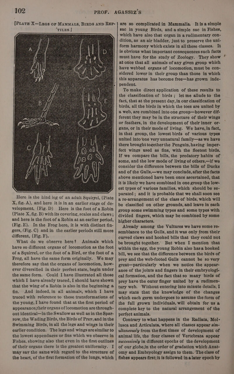 Here is the hind leg of an adult Squirrel, (Plate X, fig. A), and here it is in an earlier stage of de- velopment, (Fig. D). Here is the foot of a Robin (Plate X, fig. B) with its covering, scales and claws; and here is the foot of a Robin at an earlier period, (Fig. E). In the Frog here, it is with distinct fin- gers, (Fig. C) and in the earlier periods still more different, (Fig. F). What do we observe here? Animals which have so different organs of locomotion as the foot of a Squirrel, or the foot of a Bird, or the foot of a Frog, all have the same form originally. We may therefore say that the organs of locomotion, how- ever diversified in their perfect state, begin under the same form. Could I have illustrated all those which I have already traced, I should have shown that the wing of a Robin is also in the beginning a fin. And indeed,in all animals, which I have traced with reference to these transformations of the young, I have found that at the first period of appearance,their organs of locomotion are through- out identical—in the Swallow as well as in the Spar- row, the Wading Birds, the Birds of Prey, and in the Swimming Birds, in all the legs and wings in their earlier condition. The legs and wings are similar to the lowest appendages or fins which we observe in Fishes, showing also that even in the first outlines of their organs there is the greatest uniformity. I are so complicated in Mammalia. It is a simple sac in young Birds, and asimple sac in Fishes, which have also that organ in a rudimentary con- dition, as an air bladder, just to preserve the uni- form harmony which exists in allthese classes. It is obvious what important consequences such facts must have for the study of Zoology. They show at once that all animals of any given group which have webbed organs of locomotion, must be con- sidered lower in their group than those in which this apparatus has become free—has grown inde- To make direct application of these results to fact, that at the present day, in our classification of birds, all the birds in which the toes are united by a web, are combined into one group—however dif- ferent they may be in the structure of their wings or feathers, in the development of their inner or- gans, or in their mode of living. We have, in fact, in that group, the lowest birds of various types united into one very unnatural family—as we have there brought togetherthe Penguin, having imper- fect wings used as fins, with the fleetest birds. If we compare the bills, the predatory habits of’ some, and the low mode of living of others,—if we consider the difference between the bills of Ducks and of the Gulls,—we may conclude, after the facts above mentioned have been once ascertained, that it is likely we have combined in one group the low- est types of various families, which should be se- parated; and it is probable that we shall soon see a re-arrangement of the class of birds, which will be classified on other grounds, and leave in each group some swimming types and some types with divided fingers, which may be combined by some higher characters. Already among the Vultures we have some re- semblance to the Gulls, and it was only from their curved claws and hooked bills that they could not be brought together. But when I mention that within the egg, the young Robin also has a hooked bill, we see that the difference between the birds of prey and the web-footed Gulls cannot be so very great—particularly when we notice the appear- anee of the joints and fingers in their embryologi- cal formation, and the fact that so many birds of prey have the outer finger united by a rudimen- tary web. Without entering into minute details, I may state that the knowledge of the changes which each germ undergoes to assume the form of the full grown individuals, will obtain for us a complete key to the natural arrangement of the perfect animals. Contrary to what happens in the Radiata, Mol- lusca and Articulata, where all classes appear sim- ultaneous/y from the first times of development of animal life, the four classes of Vertebrata appear successively in different epochs of the development of our globe,in the order of gradation which Anat- the heart, of the first formation of the lungs, which fishes appears first; it is followed inalater epoch by