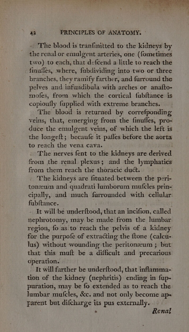 Phi aaa ata 42 PRINCIPLES OF ANATOMY. | _ The blood is tranfmitted to the kidneys by the renal or emulgent arteries, one ({ometimes two) to each, that defcend a little to reach the finufies, where, fubdividing into two or three branches, they ramify farther, and furround the pelves and infundibula with arches or anafto- mofes, from which the cortical fubftance is copioufly fupplied with extreme branches. The blood is returned by correfponding: veins, that, emerging from the finufles, pro- duce the emulgent veins, of which the left is the longeft; becaufe it pafles before the aorta to reach the vena cava. The nerves fent to the kidneys are derived from the renal plexus; and the lymphatics from them reach the thoracic duct. The kidneys are fituated between the peri- tonzeum and quadrati lumborum mutfcles prin- cipally, and much furrounded with cellular. fubftance. | wed . It will be underftood, that an incifion, called nephrotomy, may be made from the lumbar region, fo as.to reach the pelvis of a kidney for the purpofe of extracting the {tone (calcu- lus) without wounding the peritonzeum ; but that this muft be a difficult and precarious operation. It will farther be underftood, that inflamma- tion of the kidney (nephritis) ending in fup- puration, may be fo extended as to reach the lumbar mufcles, &amp;c. and not only become ap- farent but difcharge its pus externally. | . Renal