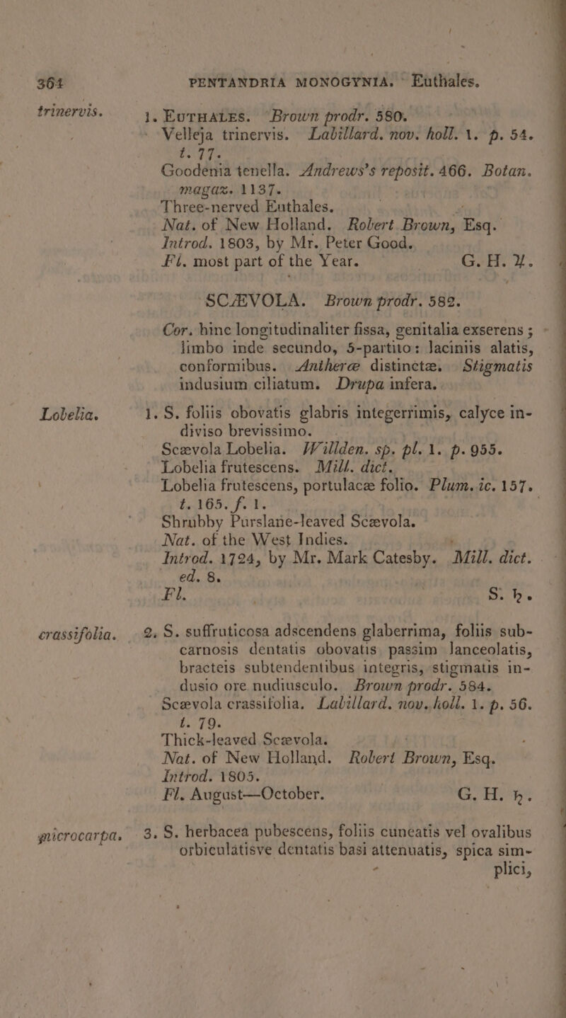 frinervis. Lobelia. crassifolia. gnicrocarpa. Velleja trinervis. Labillard. nov. holl. 1. p. 54. t. 77. Goodenia tenella. Andrews’s reposit. 466. Botan. magax%. 1137. : Three-nerved Euthales. Nat. of New Holland. Robert Br own, Feat Introd. 1803, by Mr. Peter Good. Fi, most part of the Year. Gira: 9. “SCAEVOLA. Brown prodr. 582. limbo inde secundo, 5-partito: Jaciniis alatis, conformibus. Anihere distincte. Stigmatis indusium ciliatum. Drupa infera. . §. foliis obovatis glabris integerrimis, calyce in- diviso brevissimo. Scevola Lobelia. Weallden. sp. pl. 1. p. 955. Lobelia frutescens. Mill. dict. t.165. f. Vs Shrubby Purslane-leaved Sczevola. Nat. of the West Indies. Introd. 1724, by Mr. Mark Catesby. Mill. dict. ed. 8. Fil. | Sih. carnosis dentatis obovatis passim Janceolatis, bracteis subtendentibus integris, stigmatis in- dusio ore nudiusculo. Brown prodr. 584. Scevola crassifolia, Labillard. nov. koll. 1. p. 56. t. 79. Thick-leaved Sczevola. Nat. of New Holland. Robert Prchak Esq. Introd. 1805. | Fi, August—October. Pe ee ae orbiculatisve dentatis basi attenuatis, spica sim~- - plici, — ™ , a