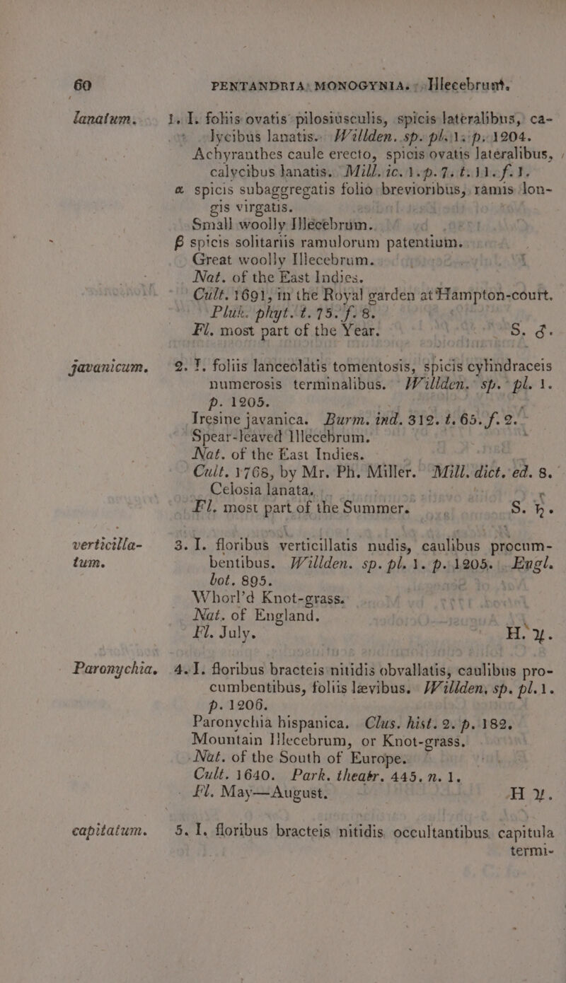 lanatum. javanicum. vertictlla- tum. Paronych iQ. capitatum. lycibus lanatis. Wellden. sp. pl.aip.1204. Achyranthes caule erecto, spicis ovatis Jateralibus, calycibus lanatis. “Mill. ic. 1p. 7. tll. f-}. gis virgatis. Small woolly Wecebrum.. Great woolly Illecebrum. Cult. 691, in the Royal garden at Siae bs court. Pluk. phyt. ay is ad EY Fi. most part of the Yee: \ Ss. d: T, foliis lanceolatis tomentosis, spicis atadaraceis numerosis terminalibus. Wiliden.” sp. ot r. p. 1205. Tresine javanica. Burm. ind. 312. t. 65. fe. Spear-leaved Ilecebrum. Nat. of the East Indies. _. Celosia lanata,. al  Fl, most part ofthe Summer. __, = he bentibus. Willden. sp. pl. 1. p. 1205. . pret. bot. 895. Whorl’d Knot-grass. Nat. of England. Fl. July. i, 2. cumbentibus, foliis levibus. /Vildden, sp. pl... p. 1206. Paronychia hispanica. Clus. hist. 2. p. 182. Mountain Hlecebrum, or Knot- -grass, Nat. of the South of Europe.” Cult. 1640. Park. theatr. 445. 0.1. termi- ~