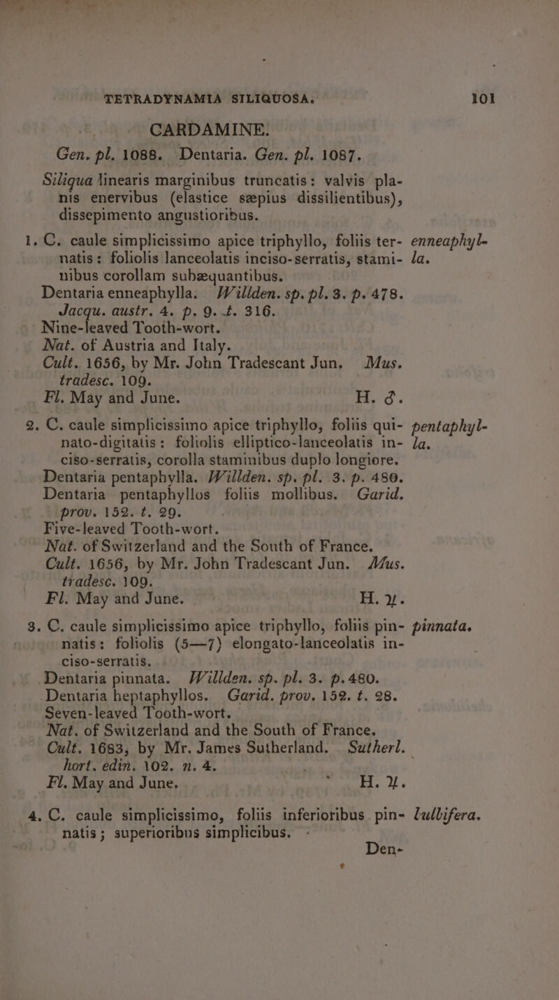 CARDAMINE. Gen. pl. 1088. Dentaria. Gen. pl. 1087. Siliqua linearis marginibus truncatis: valvis pla- nis enervibus (elastice szpius dissilientibus), dissepimento angustioribus. 1. C, caule simplicissimo apice triphyllo, foliis ter- enneaphyl- natis: foliolis lanceolatis inciso-serratis, stami- Ja. nibus corollam subzequantibus. Dentariaenneaphylla. Wéiilden. sp. pl. 3. p. 478. Jacqu. austr, 4. p. 9. .t. 316. Nine-leaved Tooth-wort. Nat. of Austria and Italy. Cult. 1656, by Mr. John Tradescant Jun. Mus. tradesc. 109. Fil, May and June. Oe 2. C. caule simplicissimo apice triphyllo, foliis qui- pentaphyl- nato-digitatis: foliolis elliptico-lanceolatis in- da, ciso-serratis, corolla staminibus duplo longiore. Dentaria pentaphylla. Waillden. sp. pl. 3. p. 480. Dentaria pentaphyllos foliis mollibus. Garid. prov. 152. t. 29. Five-leaved Tooth-wort. Nat. of Switzerland and the South of France. Cult. 1656, by Mr. John Tradescant Jun. Mus. trvadesc. 109. Fl. May and June. H. 2’. 3. C. caule simplicissimo apice triphyllo, foliis pin- pinnata. natis: foliolis (5—7) elongato-lanceolatis in- ciso-serratis. Dentaria pinnata. Wallden. sp. pl. 3. p.480. Dentaria heptaphyllos. Garid. prov. 152. t. 28. Seven-leaved Tooth-wort. Nat. of Switzerland and the South of France, Cult. 1683, by Mr. James Sutherland. _ Swtherl. hort. edin. 102. n. 4. Fl. May and June. intend - ee 4.C. caule simplicissimo, foliis inferioribus pin- lalbifera. natis; superioribus simplicibus. Den-