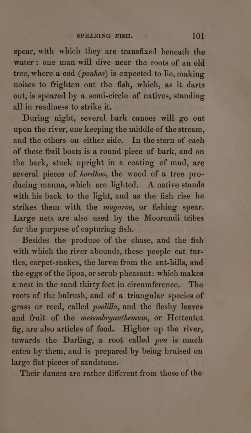 SPEARING FISH. 10] spear, with which they are transfixed beneath the water: one man will dive near the roots of an old tree, where a cod (ponkoo) is expected to lie, making noises to frighten out the fish, which, as it darts out, is speared by a semi-circle of natives, standing all in readiness to strike it. During night, several bark canoes will go out upon the river, one keeping the middle of the stream, and the others on either side. In the stern of each of these frail boats is a round piece of bark, and on the bark, stuck upright in a coating of mud, are several pieces of hordkoo, the wood of a tree pro- ducing manna, which are lighted. &lt;A native stands with his back to the light, and as the fish rise he strikes them with the mugaroo, or fishing spear. Large nets are also used by the Moorundi tribes for the purpose of capturing fish. Besides the produce of the chase, and the fish with which the river abounds, these people eat tur- tles, carpet-snakes, the larve from the ant-hills, and the eggs of the lipoa, or scrub pheasant: which makes a nest in the sand thirty feet in circumference. The roots of the bulrush, and of a triangular species of grass or reed, called poolilla, and the fleshy leaves and fruit of the mesembryanthemum, or Hottentot fig, are also articles of food. Higher up the river, towards the Darling, a root called pou is much eaten by them, and is prepared by being bruised on large flat pieces of sandstone. Their dances are rather different from those of the