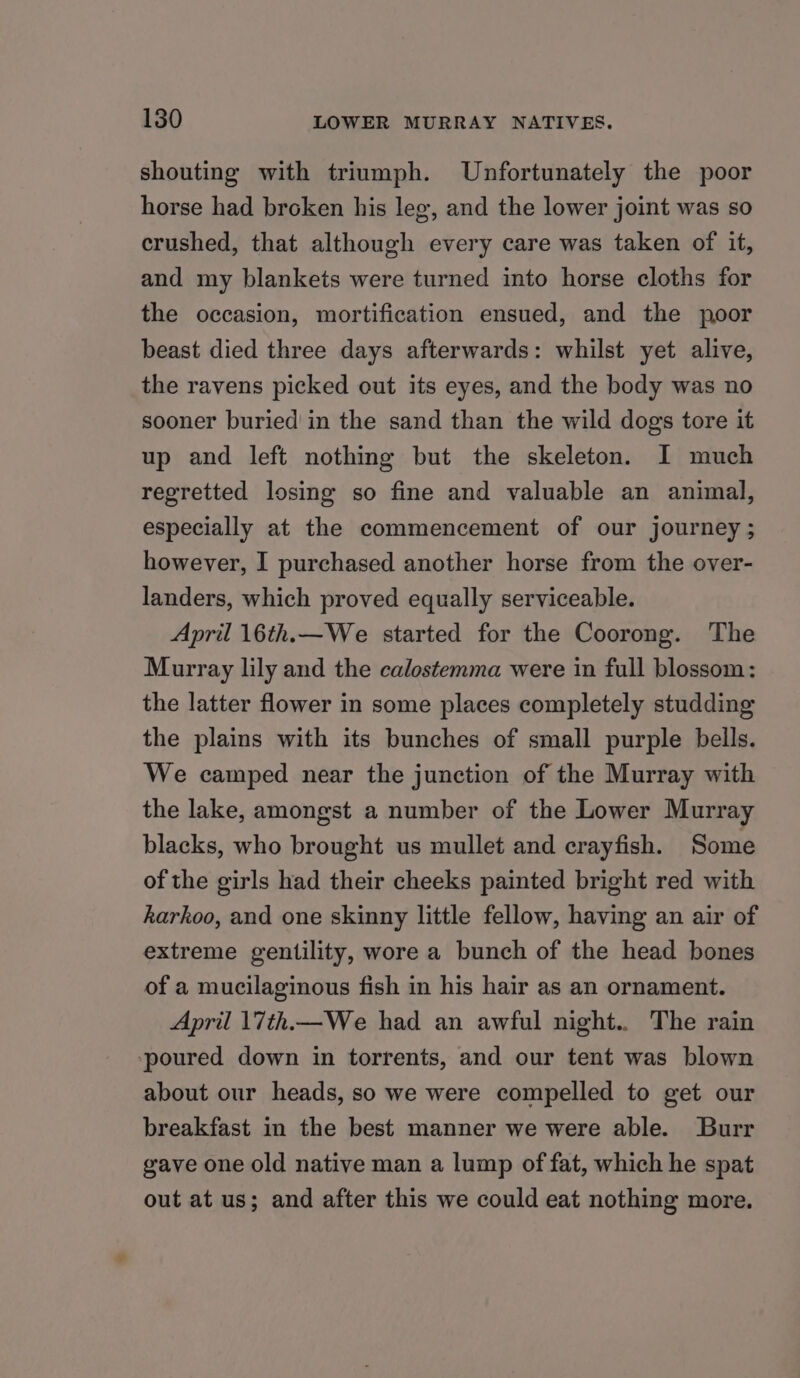 shouting with triumph. Unfortunately the poor horse had broken his leg, and the lower joint was so crushed, that although every care was taken of it, and my blankets were turned into horse cloths for the occasion, mortification ensued, and the poor beast died three days afterwards: whilst yet alive, the ravens picked out its eyes, and the body was no sooner buried in the sand than the wild dogs tore it up and left nothing but the skeleton. I much regretted losing so fine and valuable an animal, especially at the commencement of our journey ; however, I purchased another horse from the over- landers, which proved equally serviceable. April 16th.—We started for the Coorong. The Murray lily and the calostemma were in full blossom: the latter flower in some places completely studding the plains with its bunches of small purple bells. We camped near the junction of the Murray with the lake, amongst a number of the Lower Murray blacks, who brought us mullet and crayfish. Some of the girls had their cheeks painted bright red with karkoo, and one skinny little fellow, having an air of extreme gentility, wore a bunch of the head bones of a mucilaginous fish in his hair as an ornament. April 17th.—We had an awful night.. The rain poured down in torrents, and our tent was blown about our heads, so we were compelled to get our breakfast in the best manner we were able. Burr gave one old native man a lump of fat, which he spat out at us; and after this we could eat nothing more.