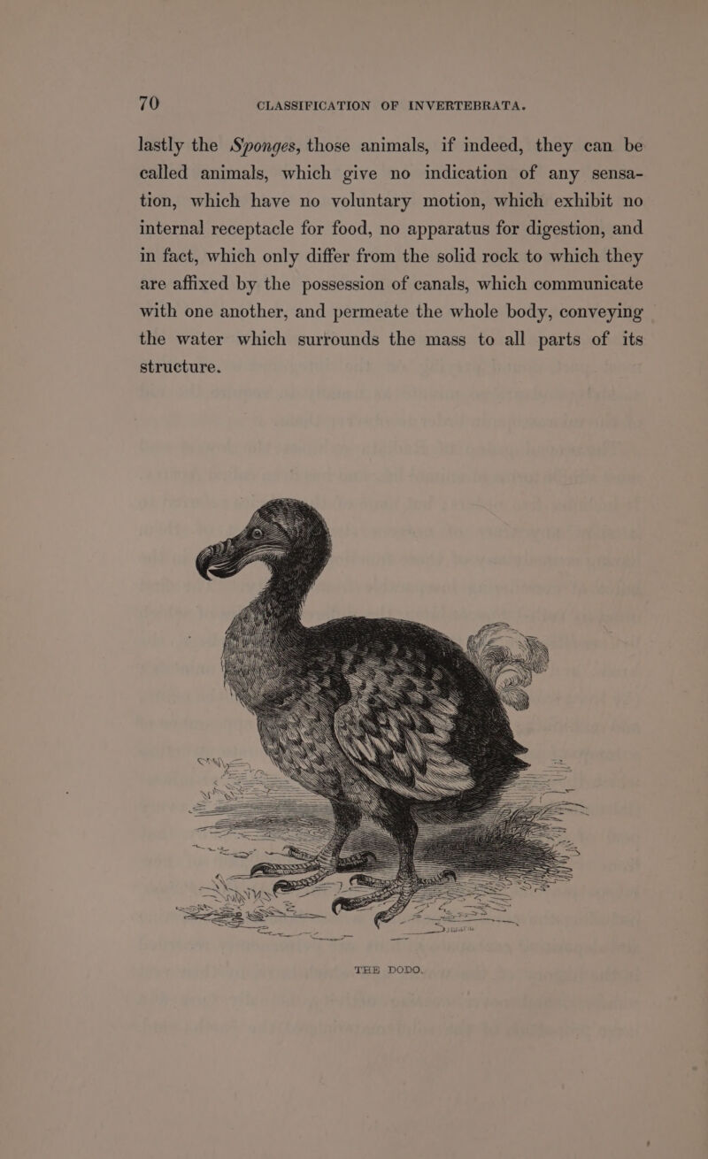 lastly the Sponges, those animals, if indeed, they can be called animals, which give no indication of any sensa- tion, which have no voluntary motion, which exhibit no internal receptacle for food, no apparatus for digestion, and in fact, which only differ from the solid rock to which they are affixed by the possession of canals, which communicate with one another, and permeate the whole body, conveying the water which surrounds the mass to all parts of its structure.