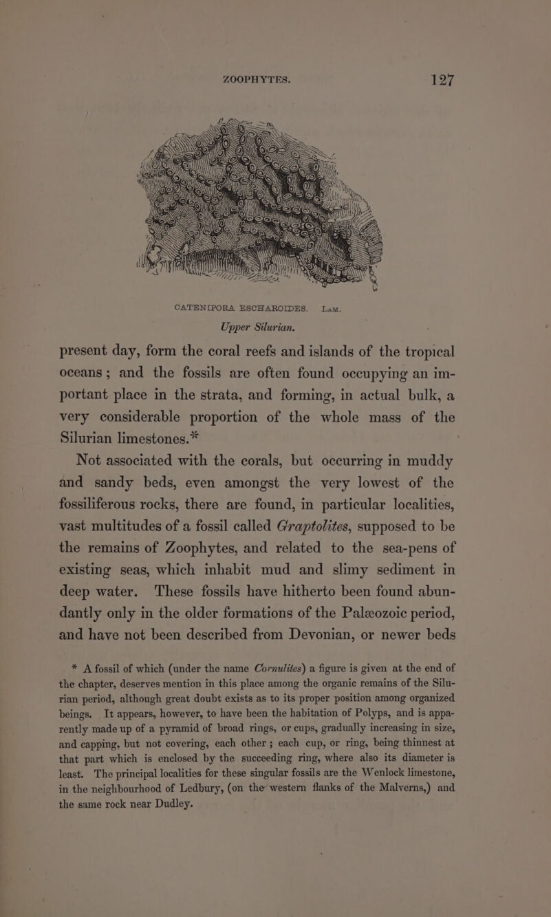 ZOOPHYTES. 197 CATENIPORA ESCHAROIDES. Lam. Upper Silurian. present day, form the coral reefs and islands of the tropical oceans; and the fossils are often found occupying an im- portant place in the strata, and forming, in actual bulk, a very considerable proportion of the whole mass of the Silurian limestones.* Not associated with the corals, but occurring in muddy and sandy beds, even amongst the very lowest of the fossiliferous rocks, there are found, in particular localities, vast multitudes of a fossil called Graptolites, supposed to be the remains of Zoophytes, and related to the sea-pens of existing seas, which inhabit mud and slimy sediment in deep water. These fossils have hitherto been found abun- dantly only in the older formations of the Paleozoic period, and have not been described from Devonian, or newer beds * A fossil of which (under the name Cornulites) a figure is given at the end of the chapter, deserves mention in this place among the organic remains of the Silu- rian period, although great doubt exists as to its proper position among organized beings. It appears, however, to have been the habitation of Polyps, and is appa- rently made up of a pyramid of broad rings, or cups, gradually increasing in size, and capping, but not covering, each other ; each cup, or ring, being thinnest at that part which is enclosed by the succeeding ring, where also its diameter is least. The principal localities for these singular fossils are the Wenlock limestone, in the neighbourhood of Ledbury, (on the’ western flanks of the Malverns,) and the same rock near Dudley.