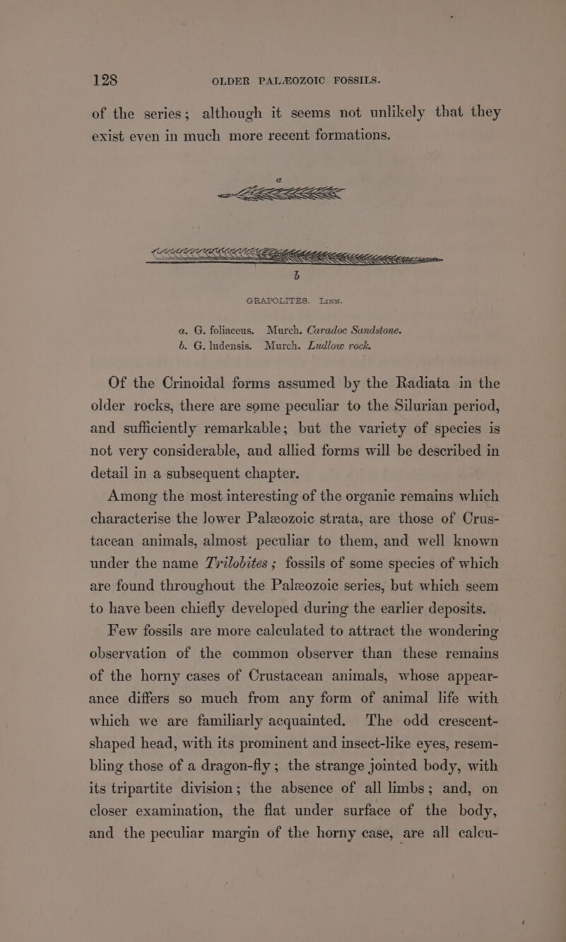 of the series; although it seems not unlikely that they exist even in much more recent formations. a. G. foliaceus. Murch. Caradoe Sandstone. &amp;. G. ludensis. Murch. Ludlow rock. Of the Crinoidal forms assumed by the Radiata in the older rocks, there are some peculiar to the Silurian period, and sufficiently remarkable; but the variety of species is not very considerable, and allied forms will be described in detail in a subsequent chapter. Among the most interesting of the organic remains which characterise the lower Paleozoic strata, are those of Crus- tacean animals, almost peculiar to them, and well known under the name T7ri/obites ; fossils of some species of which are found throughout the Paleozoic series, but which seem to have been chiefly developed during the earlier deposits. Few fossils are more calculated to attract the wondering observation of the common observer than these remains of the horny cases of Crustacean animals, whose appear- ance differs so much from any form of animal life with which we are familiarly acquainted. The odd crescent- shaped head, with its prominent and insect-like eyes, resem- bling those of a dragon-fly ; the strange jointed body, with its tripartite division; the absence of all limbs; and, on closer examination, the flat under surface of the body, and the peculiar margin of the horny case, are all calcu-