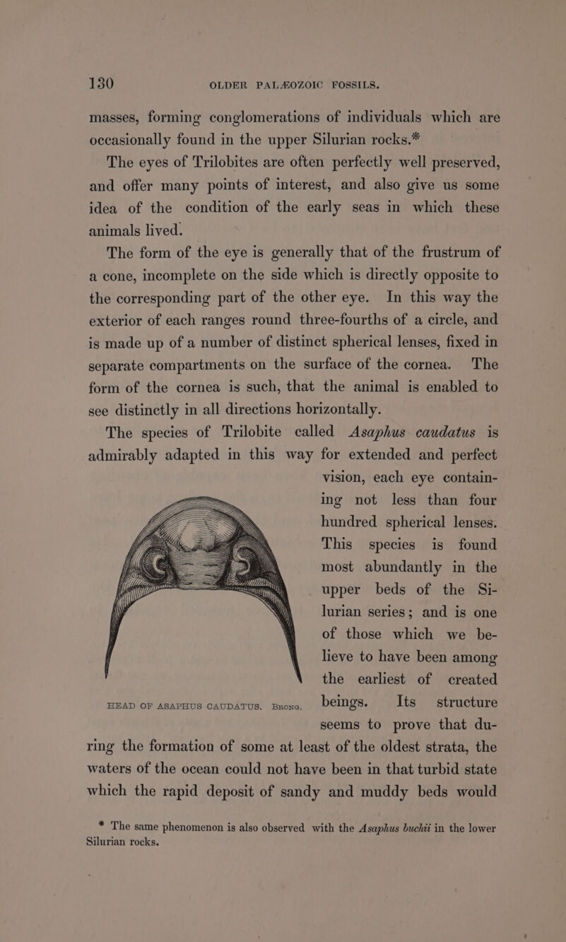 masses, forming conglomerations of individuals which are occasionally found in the upper Silurian rocks.* The eyes of Trilobites are often perfectly well preserved, and offer many points of interest, and also give us some idea of the condition of the early seas in which these animals lived. The form of the eye is generally that of the frustrum of a cone, incomplete on the side which is directly opposite to the corresponding part of the other eye. In this way the exterior of each ranges round three-fourths of a circle, and is made up of a number of distinct spherical lenses, fixed in separate compartments on the surface of the cornea. The form of the cornea is such, that the animal is enabled to see distinctly in all directions horizontally. The species of Trilobite called Asaphus caudatus is admirably adapted in this way for extended and perfect vision, each eye contain- ing not less than four hundred spherical lenses. This species is found most abundantly in the upper beds of the Si- lurian series; and is one of those which we be- lieve to have been among the earliest of created HEAD OF ASAPHUS CAUDATUS. Brona. beings. Its structure seems to prove that du- ring the formation of some at least of the oldest strata, the waters of the ocean could not have been in that turbid state which the rapid deposit of sandy and muddy beds would * The same phenomenon is also observed with the Asaphus buchii in the lower Silurian rocks.