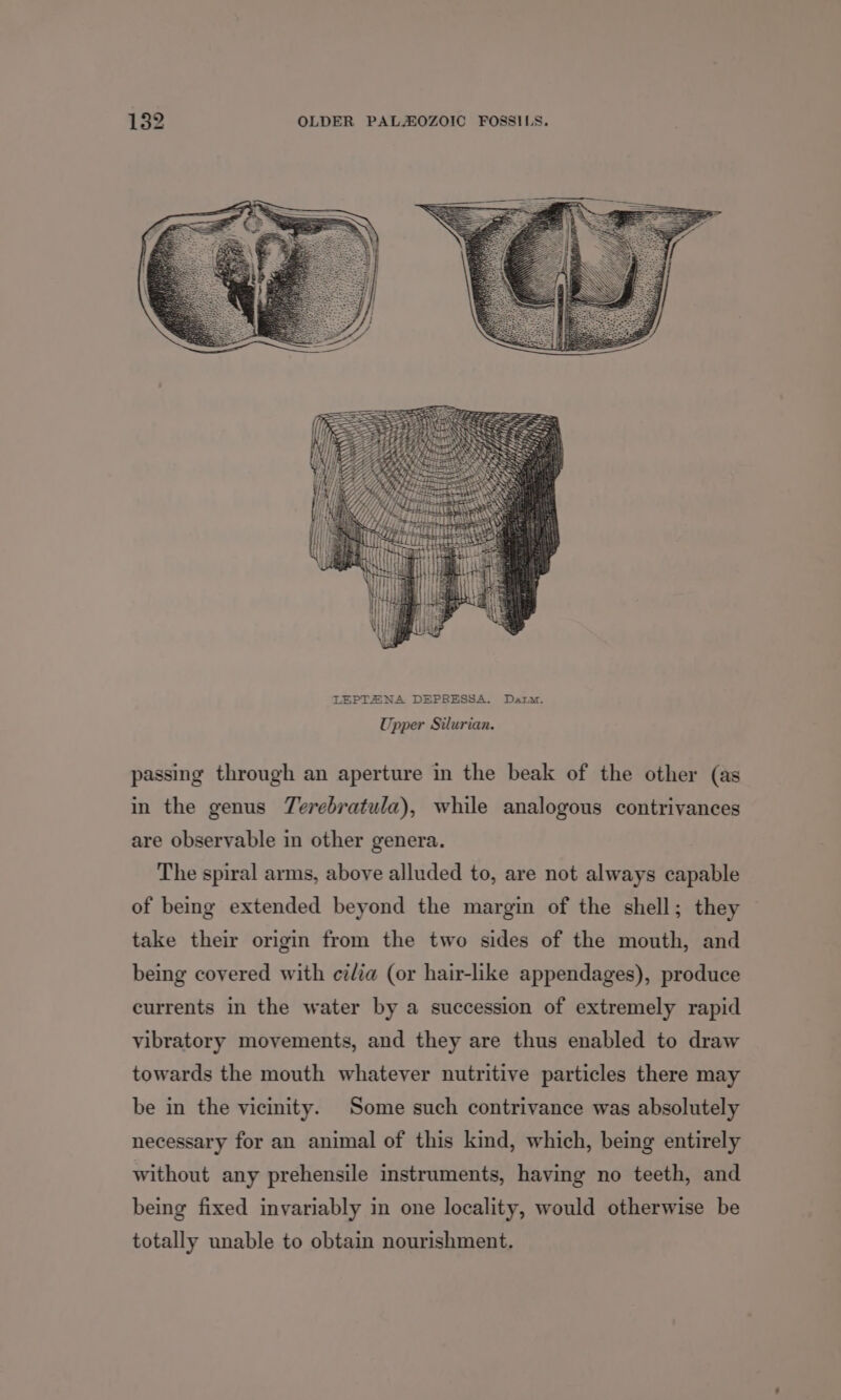 Upper Silurian. passing through an aperture in the beak of the other (as in the genus Terebratula), while analogous contrivances are observable in other genera. The spiral arms, above alluded to, are not always capable of being extended beyond the margin of the shell; they take their origin from the two sides of the mouth, and being covered with cilia (or hair-like appendages), produce currents in the water by a succession of extremely rapid vibratory movements, and they are thus enabled to draw towards the mouth whatever nutritive particles there may be in the vicinity. Some such contrivance was absolutely necessary for an animal of this kind, which, being entirely without any prehensile instruments, having no teeth, and being fixed invariably in one locality, would otherwise be totally unable to obtain nourishment.