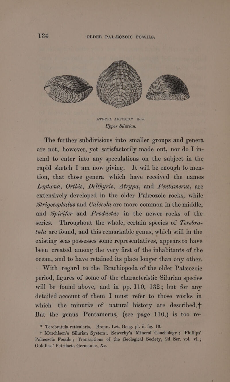 Upper Silurian. The further subdivisions into smaller groups and genera are not, however, yet satisfactorily made out, nor do I in- tend to enter into any speculations on the subject in the rapid sketch I am now giving. It will be enough to men- tion, that those genera which have received the names Lepteena, Orthis, Delthyris, Atrypa, and Pentamerus, are extensively developed in the older Paleozoic rocks, while Strigocephalus aud Calceola are more common in the middle, and Spirifer and Productus in the newer rocks of the series. Throughout the whole, certain species of Terebra- tula are found, and this remarkable genus, which still in the existing seas possesses some representatives, appears to have been created among the very first of the inhabitants of the ocean, and to have retained its place longer than any other. With regard to the Brachiopoda of the older Paleozoic period, figures of some of the characteristic Silurian species will be found above, and in pp. 110, 132; but for any detailed account of them I must refer to those works in which the minutie of natural history are described.+ But the genus Pentamerus, (see page 110,) is too re- * Terebratula reticularis. Bronn. Let. Geog. pl. ii. fig. 10. + Murchison’s Silurian System; Sowerby’s Mineral Conchology ; Phillips Paleozoic Fossils; Transactions of the Geological Society, 2d Ser. vol. vi. ; Goldfuss’ Petrifacta Germaniz, &amp;c. )