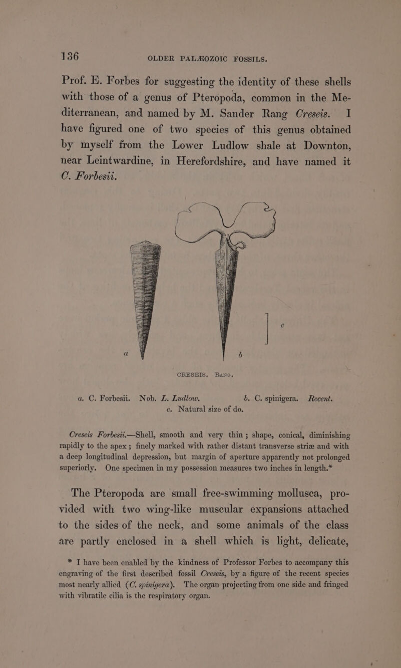 Prof. EK. Forbes for suggesting the identity of these shells with those of a genus of Pteropoda, common in the Me- diterranean, and named by M. Sander Rang Oreseis. I have figured one of two species of this genus obtained by myself from the Lower Ludlow shale at Downton, near Leintwardine, in Herefordshire, and have named it C. Forbesti. a. C. Forbesii. Nob. Z. Ludlow. b. C. spinigera. Recent. ce. Natural size of do. Creseis Forbesii.—Shell, smooth and very thin; shape, conical, diminishing rapidly to the apex; finely marked with rather distant transverse striae and with a deep longitudinal depression, but margin of aperture apparently not prolonged superiorly. One specimen in my possession measures two inches in length.* The Pteropoda are small free-swimming mollusca, pro- vided with two wing-like muscular expansions attached to the sides of the neck, and some animals of the class are partly enclosed in a shell which is light, delicate, * T have been enabled by the kindness of Professor Forbes to accompany this engraving of the first described fossil Creseis, by a figure of the recent species most nearly allied (C. spinigera). The organ projecting from one side and fringed with vibratile cilia is the respiratory organ.