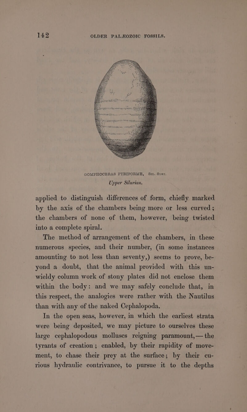 GOMPHOCERAS FYRIFORME, Sit. Sysr. Upper Silurian. applied to distinguish differences of form, chiefly marked by the axis of the chambers being more or less curved ; the chambers of none of them, however, being twisted into a complete spiral. The method of arrangement of the chambers, in these numerous species, and their number, (in some instances amounting to not less than seventy,) seems to prove, be- yond a doubt, that the animal provided with this un- wieldy column work of stony plates did not enclose them within the body: and we may safely conclude that, in this respect, the analogies were rather with the Nautilus than with any of the naked Cephalopoda. In the open seas, however, in which the earliest strata were being deposited, we may picture to ourselves these large cephalopodous molluscs reigning paramount,— the tyrants of creation; enabled, by their rapidity of move- ment, to chase their prey at the surface; by their cu- rious hydraulic contrivance, to pursue it to the depths