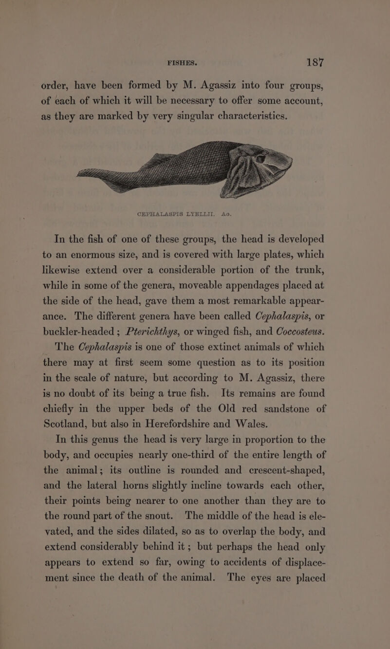 order, have been formed by M. Agassiz into four groups, of each of which it will be necessary to offer some account, as they are marked by very singular characteristics. In the fish of one of these groups, the head is developed to an enormous size, and is covered with large plates, which likewise extend over a considerable portion of the trunk, while in some of the genera, moveable appendages placed at the side of the head, gave them a most remarkable appear- ance. The different genera have been called Cephalaspis, or buckler-headed ; Pterichthys, or winged fish, and Coccosteus. The Cephalaspis is one of those extinct animals of which there may at first seem some question as to its position in the scale of nature, but according to M. Agassiz, there is no doubt of its being a true fish. Its remains are found chiefly in the upper beds of the Old red sandstone of Scotland, but also in Herefordshire and Wales. In this genus the head is very large in proportion to the body, and occupies nearly one-third of the entire length of the animal; its outline is rounded and crescent-shaped, and the lateral horns slightly incline towards each other, their pomts being nearer to one another than they are to the round part of the snout. The middle of the head is ele- vated, and the sides dilated, so as to overlap the body, and extend considerably behind it ; but perhaps the head only appears to extend so far, owing to accidents of displace- ment since the death of the animal. The eyes are placed