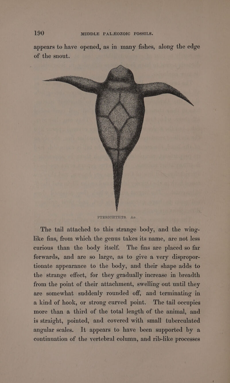 appears to have opened, as in many fishes, along the edge of the snout. The tail attached to this strange body, and the wing- like fins, from which the genus takes its name, are not less curious than the body itself. The fins are placed so far forwards, and are so large, as to give a very dispropor- tionate appearance to the body, and their shape adds to the strange effect, for they gradually increase in breadth from the point of their attachment, swelling out until they are somewhat suddenly rounded off, and terminating in a kind of hook, or strong curved point. The tail occupies more than a third of the total length of the animal, and is straight, pointed, and covered with small tuberculated angular scales. It appears to have been supported by a continuation of the vertebral column, and rib-like processes
