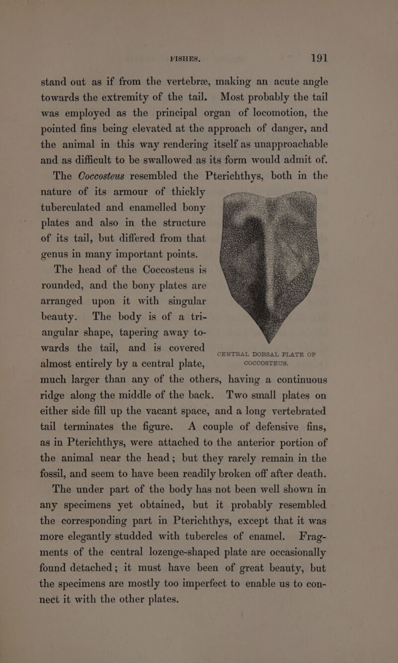 stand out as if from the vertebre, making an acute angle towards the extremity of the tail. Most probably the tail was employed as the principal organ of locomotion, the pointed fins being elevated at the approach of danger, and the animal in this way rendering itself as unapproachable and as difficult to be swallowed as its form would admit of. The Coccosteus resembled the Pterichthys, both in the nature of its armour of thickly tuberculated and enamelled bony plates and also in the structure of its tail, but differed from that genus in many important points. The head of the Coccosteus is rounded, and the bony plates are arranged upon it with singular beauty. The body is of a tri- angular shape, tapering away to- wards the tail, and is covered... jopsat de almost entirely by a central plate, coccosTEUS. much larger than any of the others, having a continuous ridge along the middle of the back. Two small plates on either side fill up the vacant space, and a Jong vertebrated tail terminates the figure. A couple of defensive fins, as in Pterichthys, were attached to the anterior portion of the animal near the head; but they rarely remain in the fossil, and seem to have been readily broken off after death. The under part of the body has not been well shown in any specimens yet obtained, but it probably resembled the corresponding part in Pterichthys, except that it was more elegantly studded with tubercles of enamel. Frag- ments of the central lozenge-shaped plate are occasionally found detached; it must have been of great beauty, but the specimens are mostly too imperfect to enable us to con- nect it with the other plates.