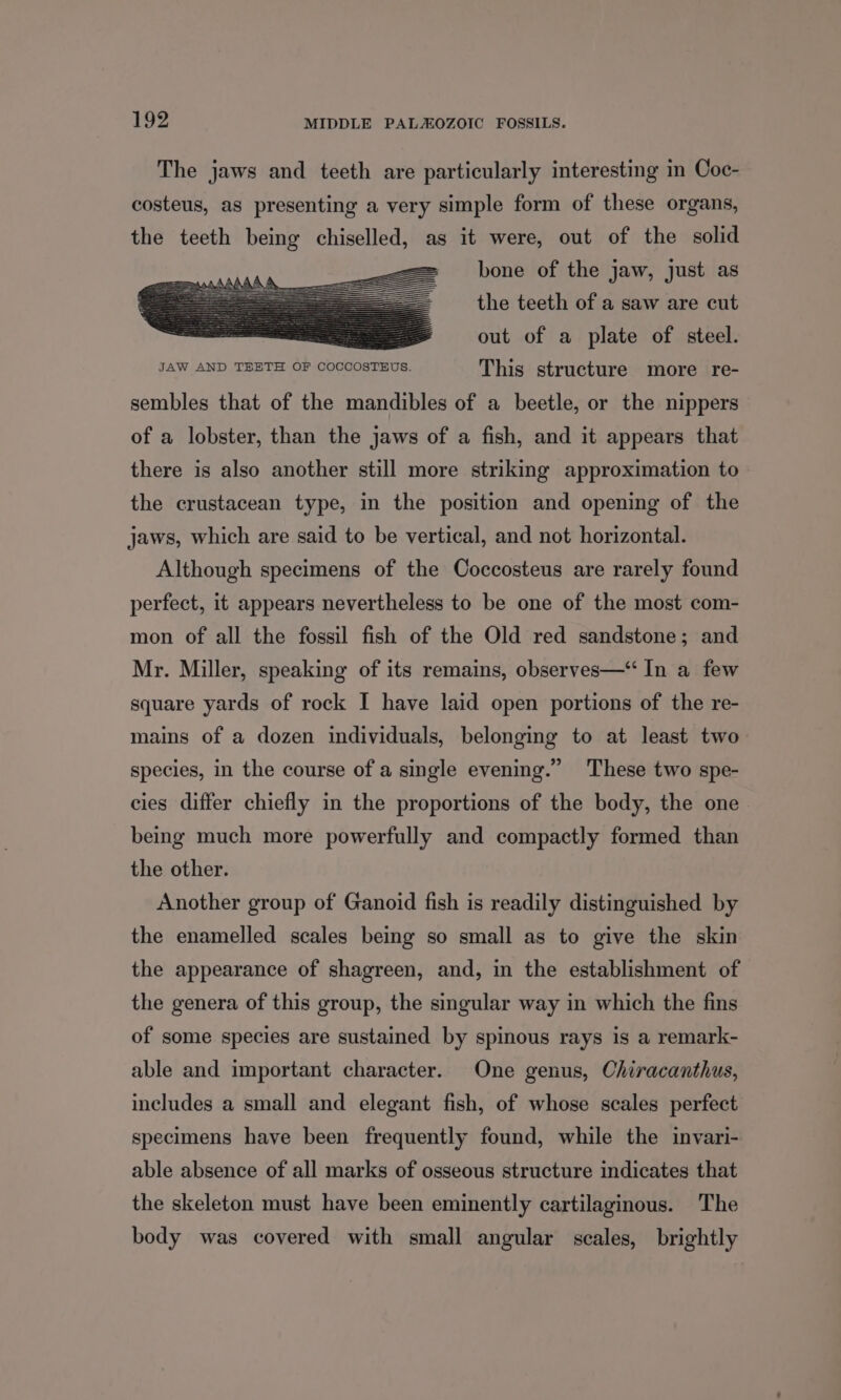 The jaws and teeth are particularly interesting in Coc- costeus, as presenting a very simple form of these organs, the teeth being chiselled, as it were, out of the solid z bone of the jaw, just as the teeth of a saw are cut : out of a plate of steel. JAW AND TEETH OF COCCOSTEUS. This structure more re- sembles that of the mandibles of a beetle, or the nippers of a lobster, than the jaws of a fish, and it appears that there is also another still more striking approximation to the crustacean type, in the position and opening of the jaws, which are said to be vertical, and not horizontal. Although specimens of the Coccosteus are rarely found perfect, it appears nevertheless to be one of the most com- mon of all the fossil fish of the Old red sandstone; and Mr. Miller, speaking of its remains, observes—“ In a few square yards of rock I have laid open portions of the re- mains of a dozen individuals, belonging to at least two species, in the course of a single evening.” These two spe- cies differ chiefly in the proportions of the body, the one being much more powerfully and compactly formed than the other. Another group of Ganoid fish is readily distinguished by the enamelled scales being so small as to give the skin the appearance of shagreen, and, in the establishment of the genera of this group, the singular way in which the fins of some species are sustained by spinous rays is a remark- able and important character. One genus, Chiracanthus, includes a small and elegant fish, of whose scales perfect specimens have been frequently found, while the invari- able absence of all marks of osseous structure indicates that the skeleton must have been eminently cartilaginous. The body was covered with small angular scales, brightly