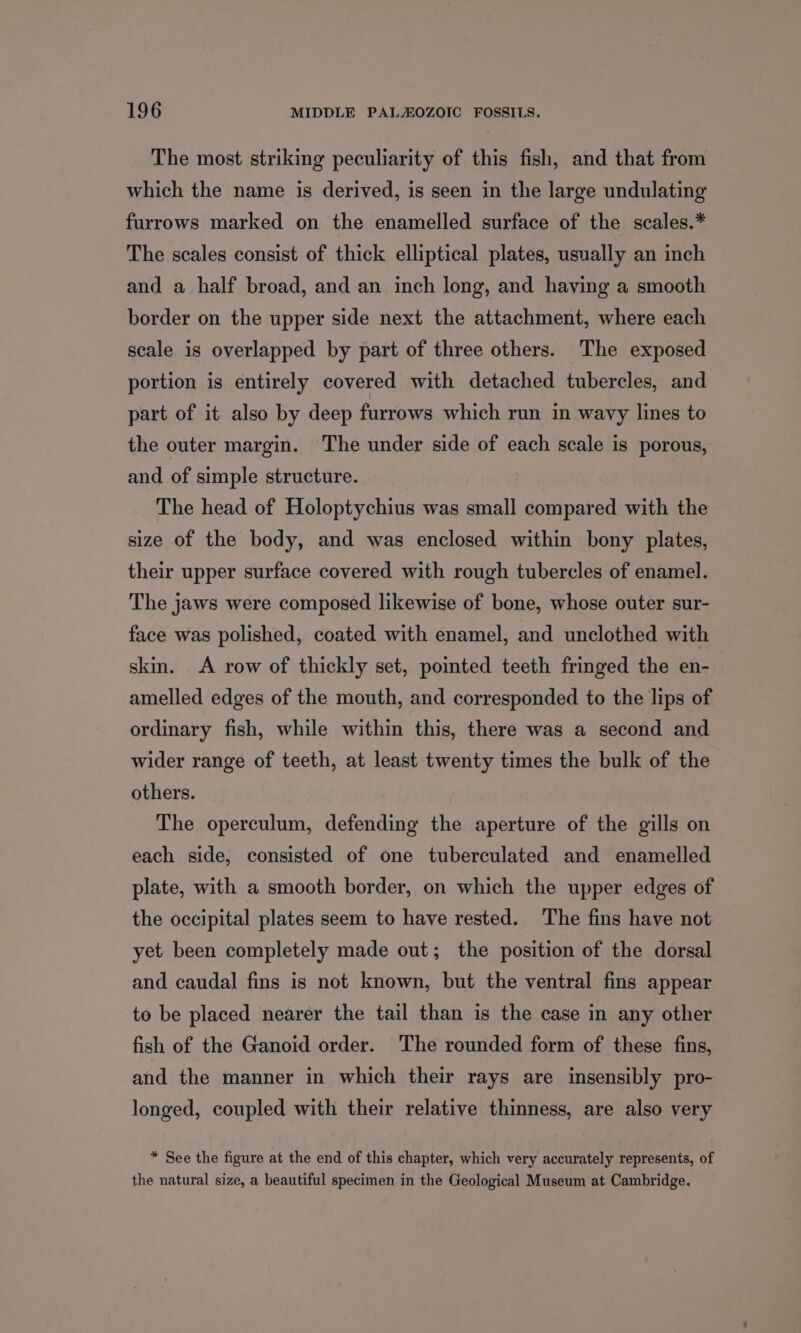 The most striking peculiarity of this fish, and that from which the name is derived, is seen in the large undulating furrows marked on the enamelled surface of the scales.* The scales consist of thick elliptical plates, usually an inch and a half broad, and an inch long, and having a smooth border on the upper side next the attachment, where each scale is overlapped by part of three others. The exposed portion is entirely covered with detached tubercles, and part of it also by deep furrows which run in wavy lines to the outer margin. The under side of each scale is porous, and of simple structure. The head of Holoptychius was small compared with the size of the body, and was enclosed within bony plates, their upper surface covered with rough tubercles of enamel. The jaws were composed likewise of bone, whose outer sur- face was polished, coated with enamel, and unclothed with skin. A row of thickly set, pointed teeth fringed the en- amelled edges of the mouth, and corresponded to the lips of ordinary fish, while within this, there was a second and wider range of teeth, at least twenty times the bulk of the others. The operculum, defending the aperture of the gills on each side, consisted of one tuberculated and enamelled plate, with a smooth border, on which the upper edges of the occipital plates seem to have rested. The fins have not yet been completely made out; the position of the dorsal and caudal fins is not known, but the ventral fins appear to be placed nearer the tail than is the case in any other fish of the Ganoid order. The rounded form of these fins, and the manner in which their rays are insensibly pro- longed, coupled with their relative thinness, are also very * See the figure at the end of this chapter, which very accurately represents, of the natural size, a beautiful specimen in the Geological Museum at Cambridge.