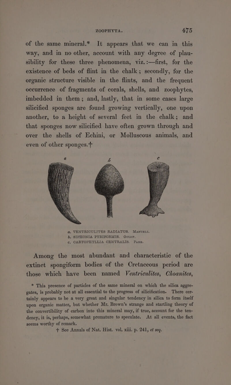 of the same mineral.* It appears that we can in this way, and in no other, account with any degree of plau- sibility for these three phenomena, viz.:—first, for the existence of beds of flint in the chalk; secondly, for the organic structure visible in the flints, and the frequent occurrence of fragments of corals, shells, and zoophytes, imbedded in them; and, lastly, that in some cases large silicified sponges are found growing vertically, one upon another, to a height of several feet in the chalk; and that sponges now silicified have often grown through and over the shells of Echini, or Molluscous animals, and even of other sponges.+ a. VENTRICULITES RADIATUS. MantTeE.u. 6. SIPHONIA PYRIFORMIS. Gowpr. c, CARYOPHYLLIA CENTRALIS. Park. Among the most abundant and characteristic of the extinct spongiform bodies of the Cretaceous period are those which have been named Ventriculites, Choanites, * This presence of particles of the same mineral on which the silica aggre- gates, is probably not at all essential to the progress of silicification. There cer- tainly appears to be a very great and singular tendency in silica to form itself upon organic matter, but whether Mr. Brown’s strange and startling theory of the convertibility of carbon into this mineral may, if true, account for the ten- dency, it is, perhaps, somewhat premature to speculate. At all events, the fact seems worthy of remark. + See Annals of Nat. Hist. vol. xiii. p. 241, et seq.