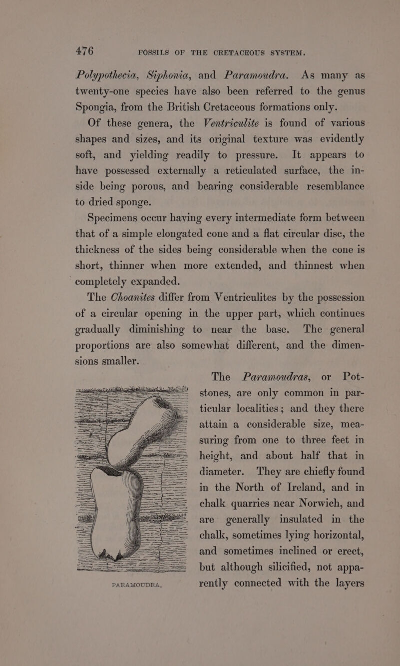 Polypothecia, Siphonia, and Paramoudra. As many as twenty-one species have also been referred to the genus Spongia, from the British Cretaceous formations only. Of these genera, the Ventriculite is found of various shapes and sizes, and its original texture was evidently soft, and yielding readily to pressure. It appears to have possessed externally a reticulated surface, the in- side being porous, and bearing considerable resemblance to dried sponge. Specimens occur having every intermediate form between that of a simple elongated cone and a flat circular disc, the thickness of the sides being considerable when the cone is short, thinner when more extended, and thinnest when completely expanded. The Choanites differ from Ventriculites by the possession of a circular opening in the upper part, which continues gradually diminishing to near the base. The general proportions are also somewhat different, and the dimen- The Paramoudras, or Pot- stones, are only common in par- ticular localities; and they there attain a considerable size, mea- suring from one to three feet in height, and about half that in diameter. They are chiefly found in the North of Ireland, and in chalk quarries near Norwich, and are generally insulated in. the chalk, sometimes lying horizontal, and sometimes inclined or erect, but although silicified, not appa- PARAMOUDRA, rently connected with the layers