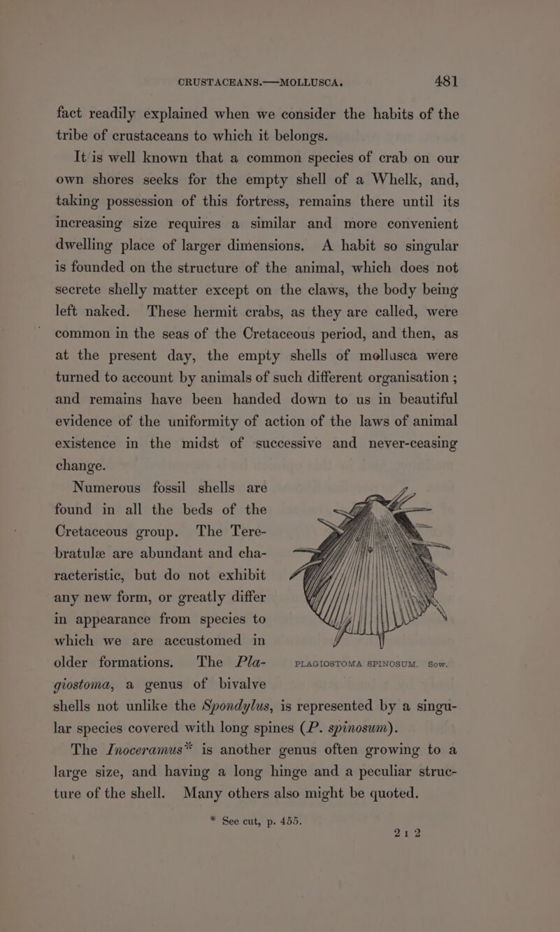 fact readily explained when we consider the habits of the tribe of crustaceans to which it belongs. It/is well known that a common species of crab on our own shores seeks for the empty shell of a Whelk, and, taking possession of this fortress, remains there until its increasing size requires a similar and more convenient dwelling place of larger dimensions. A habit so singular is founded on the structure of the animal, which does not secrete shelly matter except on the claws, the body bemg left naked. These hermit crabs, as they are called, were common in the seas of the Cretaceous period, and then, as at the present day, the empty shells of mellusca were turned to account by animals of such different organisation ; and remains have been handed down to us in beautiful evidence of the uniformity of action of the laws of animal existence in the midst of ‘successive and never-ceasing change. Numerous fossil shells are found in all the beds of the Cretaceous group. The Tere- bratule are abundant and cha- racteristic, but do not exhibit any new form, or greatly differ in appearance from species to which we are accustomed in older formations. The Pla- PLAGIOSTOMA SPINOSUM. Sow. giostoma, a genus of bivalve shells not unlike the Spondylus, is represented by a singu- lar species covered with long spines (P. spinosum). The Jnoceramus* is another genus often growing to a large size, and having a long hinge and a peculiar struc- ture of the shell. Many others also might be quoted. * See cut, p. 455. 212