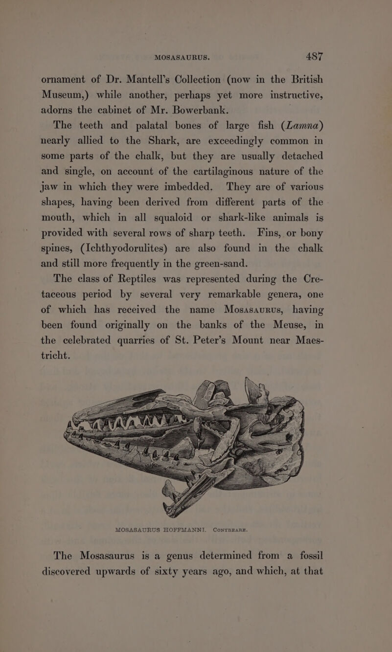 ornament of Dr. Mantell’s Collection (now in the British Museum,) while another, perhaps yet more instructive, adorns the cabinet of Mr. Bowerbank. : The teeth and palatal bones of large fish (Zamna) nearly allied to the Shark, are exceedingly common in some parts of the chalk, but they are usually detached and single, on account of the cartilaginous nature of the jaw in which they were imbedded. They are of various shapes, having been derived from different parts of the mouth, which in all squaloid or shark-like animals is provided with several rows of sharp teeth. Fins, or bony spines, (Ichthyodorulites) are also found in the chalk and still more frequently in the green-sand. The class of Reptiles was represented during the Cre- taceous period by several very remarkable genera, one of which has received the name Mosasaurus, having been found originally on the banks of the Meuse, in the celebrated quarries of St. Peter’s Mount near Maes- tricht. The Mosasaurus is a genus determined from a_ fossil discovered upwards of sixty years ago, and which, at that