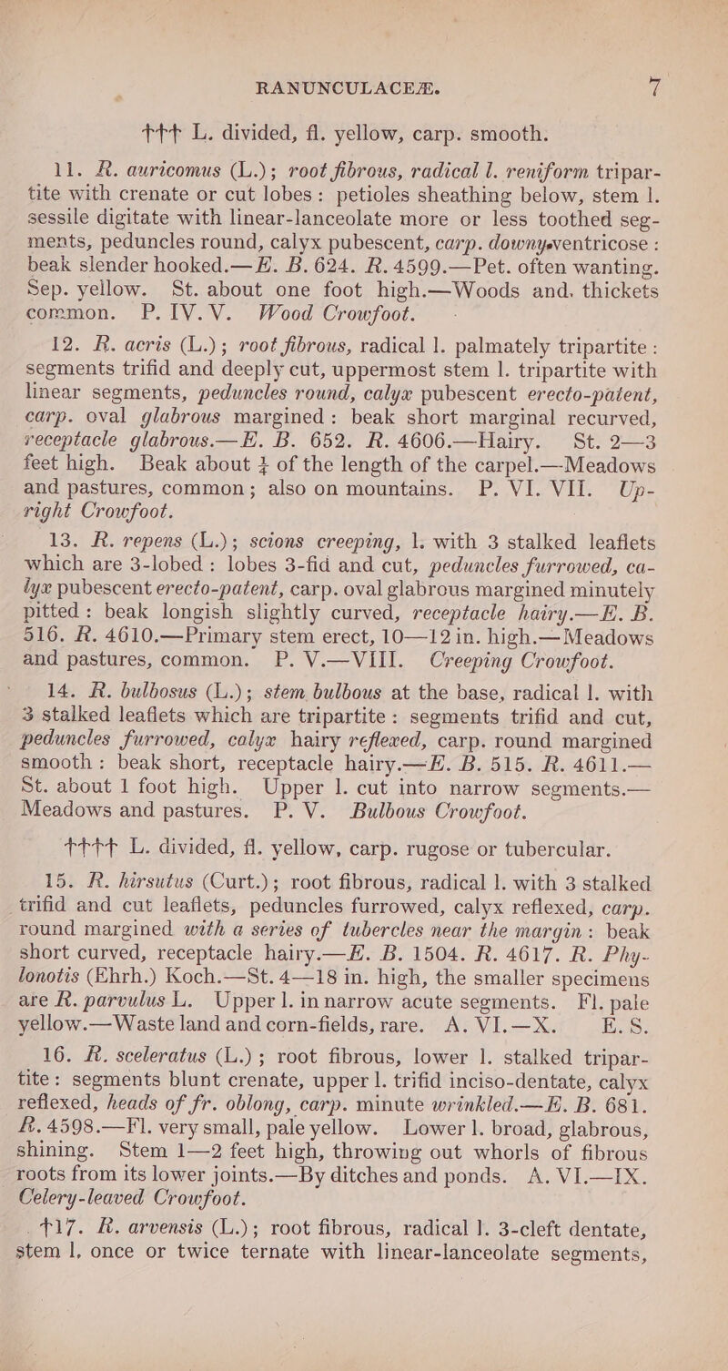 ttt L. divided, fi. yellow, carp. smooth. ll. &amp;. auricomus (L.); root fibrous, radical 1. reniform tripar- tite with crenate or cut lobes: petioles sheathing below, stem 1. sessile digitate with linear-lanceolate more or less toothed seg- ments, peduncles round, calyx pubescent, carp. downyeventricose : beak slender hooked.— EH. B. 624. R.4599.—Pet. often wanting. Sep. yellow. St. about one foot high.—Woods and. thickets common. P.IV.V. Wood Crowfoot. 12. R. acris (L.); root fibrous, radical 1. palmately tripartite : segments trifid and deeply cut, uppermost stem 1. tripartite with linear segments, peduncles round, calyx pubescent erecto-patent, carp. oval glabrous margined: beak short marginal recurved, receptacle glabrous.—E. B. 652. R. 4606.—Hairy. St. 2—3 feet high. Beak about 3 of the length of the carpel.—Meadows and pastures, common; also on mountains. P. VI. VII. Up- right Crowfoot. 13. R. repens (L.); scions creeping, 1. with 3 stalked leaflets which are 3-lobed: lobes 3-fid and cut, peduncles furrowed, ca- dye pubescent erecto-patent, carp. oval glabrous margined minutely pitted: beak longish slightly curved, receptacle hairy.—E. B. 516. R. 4610.—Primary stem erect, 1O—12 in. high.— Meadows and pastures, common. P. V.—VIII. Creeping Crowfoot. 14. R. bulbosus (L.); stem bulbous at the base, radical |. with 3 stalked leaflets which are tripartite: segments trifid and cut, peduncles furrowed, calyx hairy reflered, carp. round margined smooth: beak short, receptacle hairy.— EH. B. 515. R. 4611.— St. about 1 foot high. Upper 1. cut into narrow segments.— Meadows and pastures. P. V. Bulbous Crowfoot. tttP L. divided, fl. yellow, carp. rugose or tubercular. 15. R. hirsutus (Curt.); root fibrous, radical 1. with 3 stalked trifid and cut leaflets, peduncles furrowed, calyx reflexed, carp. round margined with a series of tubercles near the margin: beak short curved, receptacle hairy.—H#. B. 1504. R. 4617. R. Phy- lonotis (Ehrh.) Koch.—St. 4—18 in. high, the smaller specimens are R. parvulus L. Upper 1. in narrow acute segments. FI. pale yellow.— Waste land and corn-fields, rare. A. VI.—X. E.S. 16. £. sceleratus (L.) ; root fibrous, lower 1. stalked tripar- tite: segments blunt crenate, upper |. trifid inciso-dentate, calyx reflexed, heads of fr. oblong, carp. minute wrinkled.—E. B. 681. #. 4598.—F. very small, pale yellow. Lower 1. broad, glabrous, shining. Stem 1—2 feet high, throwing out whorls of fibrous roots from its lower joints.—By ditches and ponds. A. VI.—IX. Celery-leaved Crowfoot. $17. R&amp;R. arvensis (L.); root fibrous, radical |]. 3-cleft dentate, stem 1, once or twice ternate with linear-lanceolate segments,