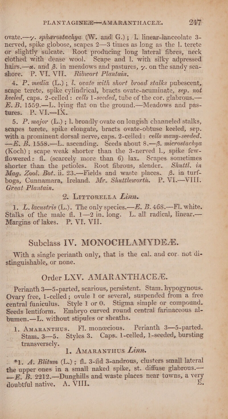 PLANTAGINEH—AMARANTH ACER. DAV7. ovate.—y. spherostachya. (W. and G.); I. linear-lanceolate 3- nerved, spike globose, scapes 2—3 times as long as the |. terete or slightly sulcate. Root producing long lateral fibres, neck clothed with dense wool. Scape and |. with silky adpressed hairs.—e. and @. in meadows and pastures, vy. on the sandy sea- shore. P. VI. VIL. Ribwort Plantain. 4, P. media (L.);, 1. ovate with short broad stalks pubescent, scape terete, spike cylindrical, bracts ovate-acuminate, sep. not Keeled, caps. 2-celled: cells 1-seeded, tube of the cor. glabrous.— E. B. 1559.—L. lying flat on the ground.—Meadows and pas- tures. P. VI.—IX. 5. P.major (L.); 1. broadly ovate on longish channeled stalks, seapes terete, spike elongate, bracts. ovate-obtuse keeled, sep. with a prominent dorsal nerve, caps. 2-celled: cells many-seeded. —H. B. 1558.—L. ascending. Seeds about 8.— 6. microstachya (Koch) ; scape weak shorter than the 3-nerved 1., spike few- flowered: fl.. (scarcely more than 6) lax. Scapes. sometimes shorter than the petioles.. Root fibrous, slender. Shuttl. in Mag. Zool. Bot..ii. 23.—Fields and waste places... 6. in turf- bogs, Cunnamara, Ireland. Mr.. Shuttleworth. P. VI.—VIII. Great Plantain. 9. LatroreLLa Linn. 1. L. lacustris (L.). The only species. —#. B. 468.—FI. white. Stalks of the male fl. 1—2 in. long. L. all radical, linear.— Margins of lakes. P. VI. VII. Subclass IV. MONOCHLAMYDEA. With a single perianth only, that is the cal. and cor. not di- stinguishable, or none. Order LXV. AMARANTHACE/E. Perianth 3—5-parted, scarious, persistent. Stam. hypogynous. Ovary free, 1-celled; ovule 1 or several, suspended from a free central funiculus. Style 1 or 0. Stigma simple or compound. Seeds lentiform. Embryo curved round central farinaceous al- bumen.—L. without stipules or sheaths. 1. AMarantuus. FI. monecious. Perianth 3—5-parted. Stam. 3—5. Styles 3. Caps. 1-celled, 1-seeded, bursting transversely. J. Amarantuus Linn. *), 4. Blitum (L.); fl. 3-fid 3-androus, clusters small lateral - the upper ones in a small naked spike, st. diffuse glabrous.— FE. B. 2212.—Dunghills and waste places near towns, a very doubtful native. A. VIIL. Ee