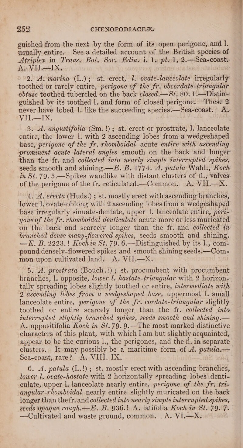 guished from the next by the form of its open perigone, and 1. usually entire. See a detailed account of the British species of Atriplex in Trans. Bot. Soc. Hdin. i. 1. pl.1, 2.—Sea-coast. Av VIT.—IX. 2. A. marina (L.); st. erect, 1. ovate-lanceolate ven toothed or rarely entire, perigone of the fr. obcordate-triangular obtuse toothed tubercled on the back closed.—St. 80. 1.—Distin- guished by its toothed 1. and form of closed perigone. These 2 never have lobed 1. like the succeeding species.—Sea-coast. A. VIT.—IX. 3. A. angustifolia (Sm.!); st. erect or prostrate, |. lanceolate entire, the lower |. with 2 ascending lobes from a wedgeshaped base, perigone of the fr. rhomboidal acute entire with ascending prominent acute lateral angles smooth on the back and longer than the fr. and collected into nearly simple interrupted sptkes, seeds smooth and shining.— EH. B. 1774. A. patula Wahl., Koch in St. 79. 5.—Spikes wandlike with distant clusters of fl., valves of the perigone of the fr. reticulated.—Common. A. VII.—X. 4. A. erecta (Huds.) ; st. mostly erect with ascending branches, lower 1. ovate-oblong with 2 ascending lobes from a wedgeshaped base irregularly simuate-dentate, upper |. lanceolate entire, peri- gone of the fr. rhomboidal denticulate acute more or less muricated on the back and scarcely longer than the fr. and collected in branched dense many-flowered spikes, seeds smooth and shining. —H. B. 2223.! Kochin St. 79. 6.—Distinguished by its 1., com- pound densely-flowered spikes and smooth shining seeds.—Com- mon upon cultivated land. A. VII.—X 5. A. prostrata (Bouch.?) ; st. procumbent with procumbent branches, |. opposite, lower l. hastate-triangular with 2 horizon- tally spreading lobes slightly toothed or entire, intermediate with 2 ascending lobes from a wedgeshaped base, uppermost |. small lanceolate entire, perigone of the fr. cordate-triangular slightly toothed or entire scarcely longer than the fr. collected into interrupted slightly branched spikes, seeds smooth and shining.— A. oppositifolia Koch in St.79.9.—The most marked distinctive characters of this plant, with which I am but slightly acquainted, appear to be the curious l., the perigones, and the fl. in separate | clusters. It may possibly be a maritime form of 4. patula.— Sea-coast, rare? A. VIII. IX. 6. A. patula (L.!); st. mostly erect with ascending branches, lower 1. ovate-hastate with 2 horizontally spreading lobes denti- culate, upper |. lanceolate nearly entire, perigone of the fr. tri- angular-rhomboidal nearly entire slightly muricated on the back longer than thefr. and collected into nearly simple interrupted spikes, seeds opaque rough.—E. B. 936.! A. latifolia Koch in St. 79. 7. —Cultivated and waste ground, common. A. VI.—X.