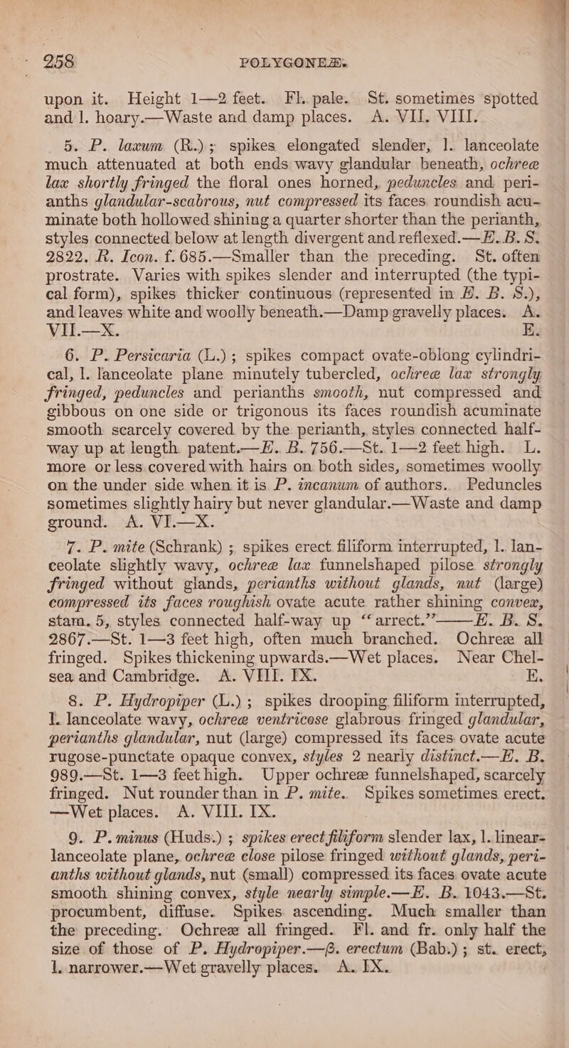 upon it. Height 1—2 feet. Fl..pale. St. sometimes spotted and |. hoary.—Waste and damp places. A. VII. VIII. 5. P. laxum (R.); spikes elongated slender, |. lanceolate much attenuated at both ends wavy glandular beneath, ochree lax shortly fringed the floral ones horned, peduncles and. peri- anths glandular-scabrous, nut compressed its faces roundish acu- minate both hollowed shining a quarter shorter than the perianth, styles connected below at length divergent and reflexed.— H..B. S. 2822, R. Icon. f.685.—Smaller than the preceding. St. often prostrate. Varies with spikes slender and interrupted (the typi- cal form), spikes thicker continuous (represented in H. B. S.), and leaves white and woolly beneath.—Damp gravelly places. A. VIT.—X. 6. P. Persicaria (L.); spikes compact ovate-oblong cylindri- cal, l. lanceolate plane minutely tubercled, ochree lax strongly fringed, peduncles and perianths smooth, nut compressed and gibbous on one side or trigonous its faces roundish acuminate smooth scarcely covered by the perianth, styles connected half- way up at length. patent.—H. B..756.—St. 1—2 feet high. L. more or less.covered with hairs on both sides, sometimes woolly on the under side when it is P. incanum of authors... Peduncles sometimes slightly hairy but never glandular.— Waste and damp ground. A. VI.—X 7. P. mite (Schrank) ; spikes erect filiform interrupted, 1. lan- ceolate slightly wavy, ochree lax funnelshaped pilose strongly fringed without glands, perianths without glands, nut (large) compressed its faces roughish ovate acute rather shining conver, stam. 5, styles connected half-way up “ arrect.’” Hi. FE. 3. 2867.—St. 1—3 feet high, often much branched. Ochre all fringed. Spikes thickening upwards.—Wet places. Near Chel- sea and Cambridge. A. VIII. FX. EK. 8. P. Hydropiper (L.) ; spikes drooping filiform interrupted, J. lanceolate wavy, ochree ventricese glabrous fringed glandular, perianths glandular, nut (large) compressed its faces ovate acute rugose-punctate opaque convex, styles 2 nearly distinct.—H. B. 989.—St. 1—3 feet high. Upper ochree funnelshaped, scarcely fringed. Nut rounder than in P. mite. Spikes sometimes erect. —Wet places. A. VIIL. IX. 9. P. minus (Huds.) ; spikes erect filiform slender lax, |. linear- lanceolate plane, ochree close pilose fringed without glands, peri- anths without glands, nut (small) compressed its faces: ovate acute smooth shining convex, style nearly sumple.—E. B. 1043.—St. procumbent, diffuse. Spikes ascending. Much smaller than the preceding. Ochrez all fringed. Fl. and fr. only half the size of those of P. Hydropiper.—. erectum (Bab.) ; st. erect, 1, narrower.—Wet gravelly places. A. EX. Le ai —_—