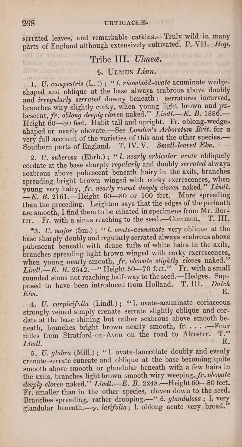 serrated leaves, and remarkable catkins.—Truly wild in many parts of England although extensively cultivated. P. VII.. Hop. Tribe III. Ulmee. 4. Untmus Linn. 1.. U. campestris (L.?) ; ‘1. rhomboid-ovate acuminate wedge- shaped and oblique at the base always scabrous above doubly and irregularly serrated downy beneath: serratures incurved, _ branches wiry slightly corky, when young light brown and pu- pbescent, fr. oblong deeply cloven naked.”’ Lindl.—E. B. 1886.— Height 60—80 feet. Habit tall and upright. Fr. oblong-wedge- shaped or nearly obovate.—See Loudon’s Arboretum Brit. for a very full account of the varieties of this and the other species.—= Southern parts of England. T.IV.V. Small-leaved Elm. 2. U. suberosa (Ehrh.); “1. nearly orbicular acute obliquely cordate at the base sharply regularly and doubly serrated always scabrous above pubescent beneath hairy in the axils, branches spreading bright brown winged with corky excrescences, when young very hairy, fr. nearly round deeply cloven naked.” Lindl. —H. B. 2161.—Height 60—80 or 100 feet. More spreading than the preceding. Leighton says that the edges of the perianth are smooth, I find them to be ciliated in specimens from Mr. Bor- rer. Fr. with a sinus reaching to the seed—Common. T. III. *3. U. major (Sm.) ; “1. ovate-acuminate very oblique at the base sharply doubly and regularly serrated always scabrous above pubescent beneath with dense tufts of white hairs in the axils, branches spreading light brown winged with corky excrescences, when young nearly smooth, fr. obovate slightly cloven naked.” Lindl.—E. B. 2542.—“ Height 50—70 feet.” Fr. with asmall rounded sinus not reaching half-way to the seed.—Hedges. Sup- posed to have been introduced from Holland. T. II. Dutch Elm. E. 4. U. carpinifolia (Lindl.); “1. ovate-acuminate coriaceous strongly veined simply crenate serrate slightly oblique and cor- date at the base shining but rather scabrous above smooth be- neath, branches bright brown nearly smooth, fr..... —Four miles from Stratford-on-Avon on the road to Alcester. T.” Lindl. E. 5. U. glabra (Mill.); ‘&lt;1. ovate-lanceolate doubly and evenly crenate-serrate cuneate and oblique at the base becoming quite smooth above smooth or glandular beneath with a few hairs in the axils, branches light brown smooth wiry weeping, fr. obovate deeply cloven naked.” Lindl.—E. B. 2248.—Height 60—80 feet. ‘Fr. smaller than in the other species, cloven down to the seed. Branches spreading, rather drooping.—“ 6. glandulosa ; 1. very elandular beneath.—y. latifolia; 1. oblong acute very broad.”