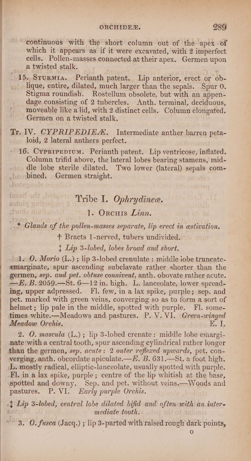 ORCHIDEX. 989 “continuous with the short column out of the apex -of which it appears as if it were excavated, with 2 imperfect cells. Pollen-masses.connected at their apex. Germen upon a twisted stalk. 15..Sturmia.. Perianth patent. Lip anterior, erect or ob- lique, entire, dilated, much larger than the sepals. Spur 0. Stigma roundish. Rostellum obsolete, but with an appen- dage consisting of 2 tubercles. Anth. terminal, deciduous, moveable like a lid, with 2 distinct cells.. Column elongated. Germen on a twisted stalk. Tr. IV. CYPRIPEDIEZ. Intermediate anther barren peta- loid, 2 lateral anthers perfect. 16. Cypripepium. Perianth patent. Lip ventricose, inflated. Column trifid above, the lateral lobes bearing stamens, mid- dle lobe sterile dilated. Two lower (lateral) sepals com- bined. Germen straight. Tribe I. Ophrydinee. 1. Orcuis Linn. .* Glands of the pollen-masses separate, lip erect in estivation. + Bracts 1-nerved, tubers undivided. { Lip 3-lobed, lobes broad and short. sO. Morio (L.) ; lip 3-lobed crenulate : middle iobe truncate- ‘emarginate, spur ascending subclavate rather shorter than the germen, sep. and pet. obtuse connivent, anth. obovate rather acute. —E. B.2059.—St. 6—12 in. high. L. lanceolate, lower spread- ing, upper adpressed. FI. few, in a lax spike, purple; sep. and pet. marked with green veins, converging so as to form a sort of helmet; lip pale in the middle, spotted with purple. Fl. some- times white.—Meadows and pastures. P. V. VI. Green-winged Meadow Orchis. 1 2. O. mascula (L.) ; lip 3-lobed crenate: middle lobe emargi- nate ‘with a central tooth, spur ascending cylindrical rather longer verging, anth. obcordate apiculate.-—H. B. 631.—St. a foot high. L. mostly radical, elliptic-lanceolate, usually spotted with purple. Fl. in a lax spike, purple; centre of the lip whitish at the base, spotted and downy. Sep. and pet. without veins.—Woods and pastures. P. VI. arly purple Orchis. medtate tooth. “3. O. fusca (Jacq.) ; lip 3-parted with raised rough dark points, fo)