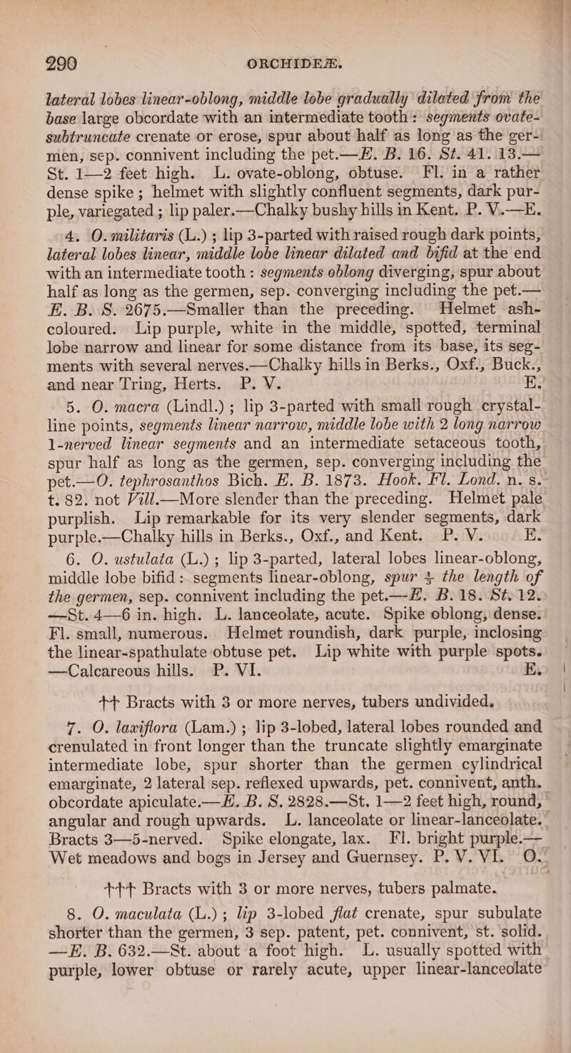 lateral lobes linear-oblong, middle lobe gradually dilated from the base large obcordate with an intermediate tooth: segments ovate- subtruncate crenate or erose, spur about half as long as the ger-. men, sep. connivent including the pet.—E. B. 16. St. 41..13.— St. 1—2 feet high. LL. ovate-oblong, obtuse. Fl. in a rather dense spike ; helmet with slightly confluent segments, dark pur- ple, variegated ; lip paler.—Chalky bushy hills in Kent, P. V.—E. 4, O.militaris (L.) ; lip 3-parted with raised rough dark points, lateral lobes linear, middle lobe linear dilated and bifid at the end with an intermediate tooth: segments oblong diverging, spur about half as long as the germen, sep. converging including the pet.— E. B. 8. 2675.—Smaller than the preceding. Helmet ash- coloured. Lip purple, white in the middle, spotted, terminal lobe narrow and linear for some distance from its base, its seg- ments with several nerves.—Chalky hills in Berks., Oxf., Buck., and near Tring, Herts. P. V. E. 5. O. macra (Lindl.) ; lip 3-parted with small rough crystal- line points, segments linear narrow, middle lobe with 2 long narrow l-nerved linear segments and an intermediate setaceous tooth, spur half as long as the germen, sep. converging including the t. 82. not Vill.—More slender than the preceding. Helmet pale purplish. Lip remarkable for its very slender segments, dark purple.—Chalky hills in Berks., Oxf., and Kent. P. V. ki: 6. O. ustulata (L.) ; lip 3-parted, lateral lobes linear-oblong, middle lobe bifid: segments linear-oblong, spur 4 the length of the germen, sep. connivent including the pet.—-£. B. 18. St.12. —St.4—6 in. high. L. lanceolate, acute. Spike oblong, dense. Fl. small, numerous. Helmet roundish, dark purple, inclosing the linear-spathulate obtuse pet. Lip white with purple spots. —Calcareous hills. P. VI. E. ++ Bracts with 3 or more nerves, tubers undivided. 7. O. laxiflora (Lam.) ; lip 3-lobed, lateral lobes rounded and crenulated in front longer than the truncate slightly emarginate intermediate lobe, spur shorter than the germen cylindrical emarginate, 2 lateral sep. reflexed upwards, pet. connivent, anth. obcordate apiculate.—H. B. S, 2828.—St, 1—2 feet high, round, angular and rough upwards. L. lanceolate or linear-lanceolate. Bracts 3—5-nerved. Spike elongate, lax. Fl. bright purple.— +++ Bracts with 3 or more nerves, tubers palmate. 8. O. maculata (L.) ; lip 3-lobed flat crenate, spur subulate shorter than the germen, 3 sep. patent, pet. connivent, st. solid. —E. B. 632.—St. about a foot high. L. usually spotted with purple, lower obtuse or rarely acute, upper linear-lanceolate